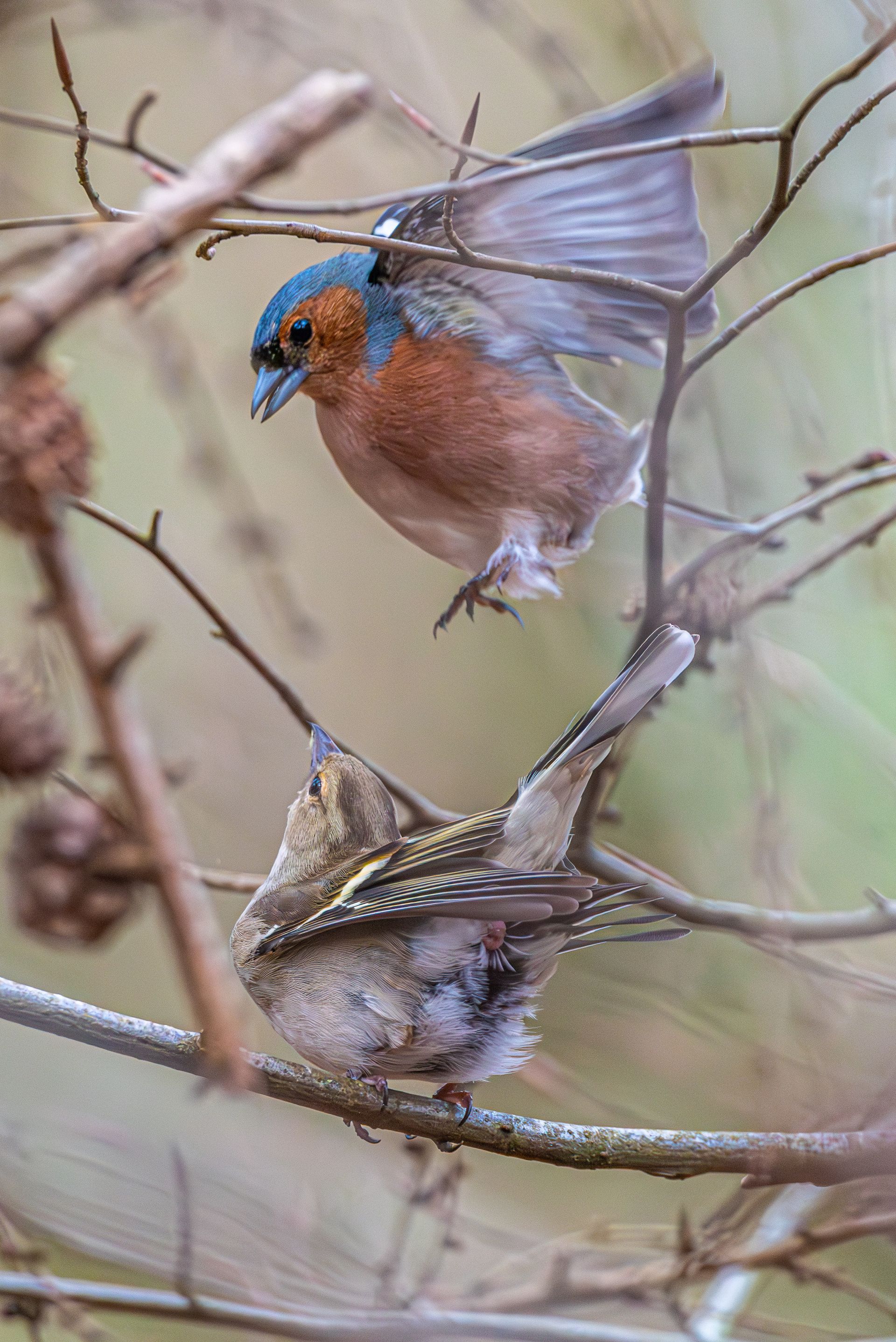 Twee vinken, een in vlucht met een blauwe kop en een oranje borst, de andere zittend op een tak.