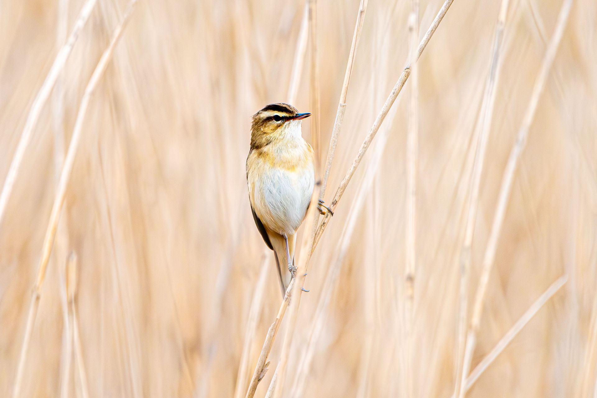 Een klein vogeltje met lichtbruine en witte veren zit op een slanke bruine stengel, omringd door droge rietstengels.