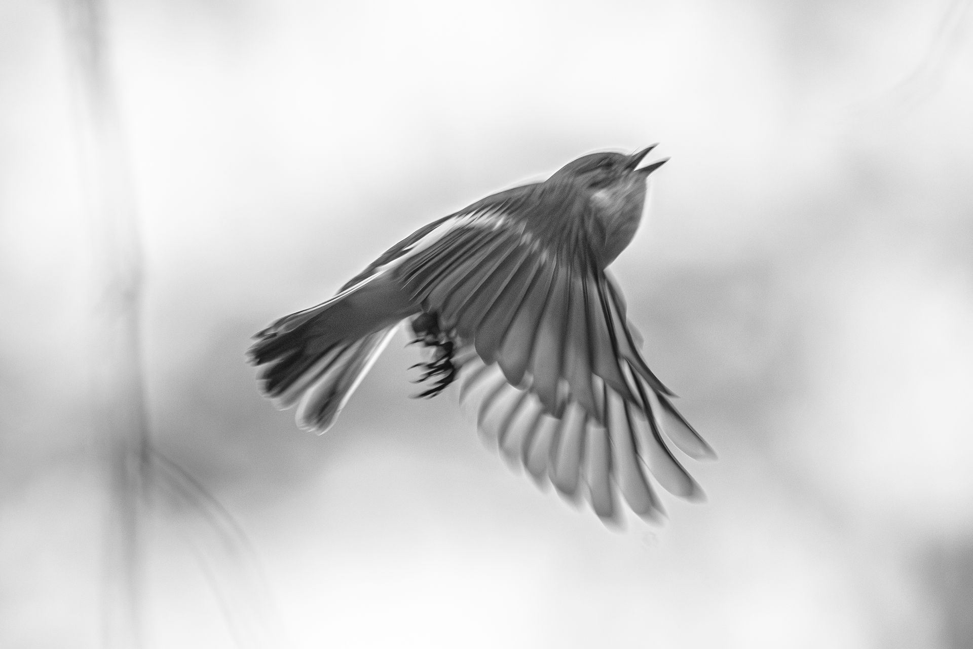 Vogel in volle vlucht met gespreide vleugels en open snavel, tegen een wazige, heldere achtergrond.