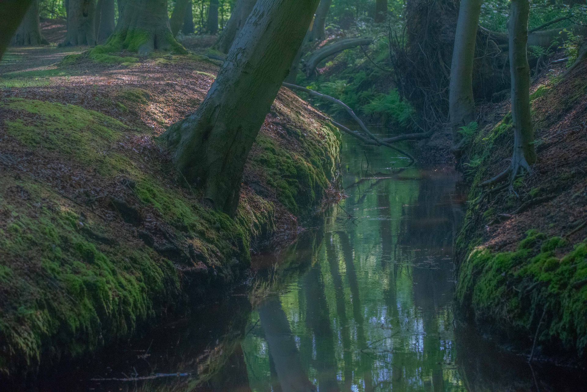 Een smalle beek in een bos, die de bomen en de lucht weerspiegelt. Mos bedekt de oevers.
