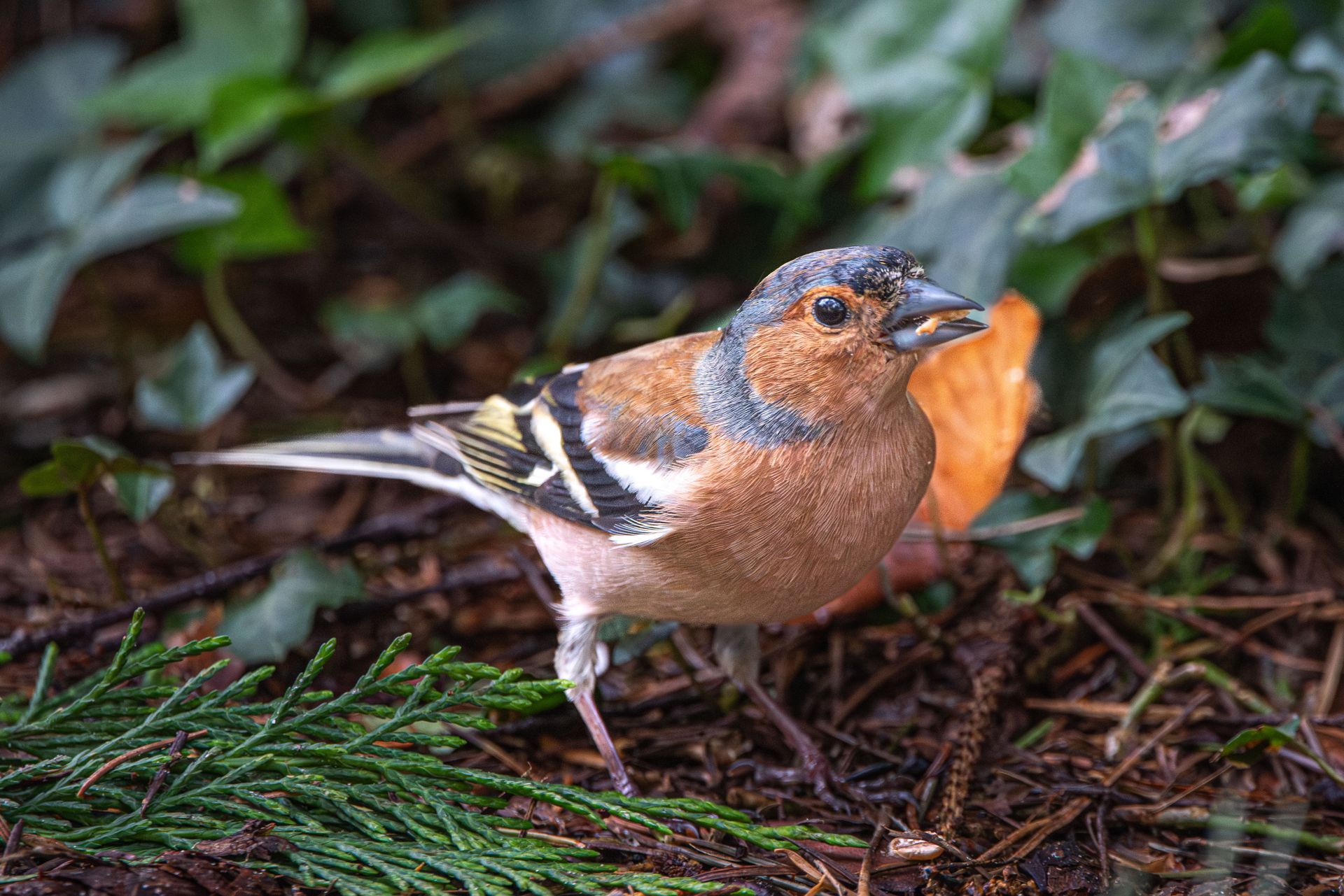 Een vink met een oranje borst, een bruine rug en een blauwe kop zit op de bosbodem.