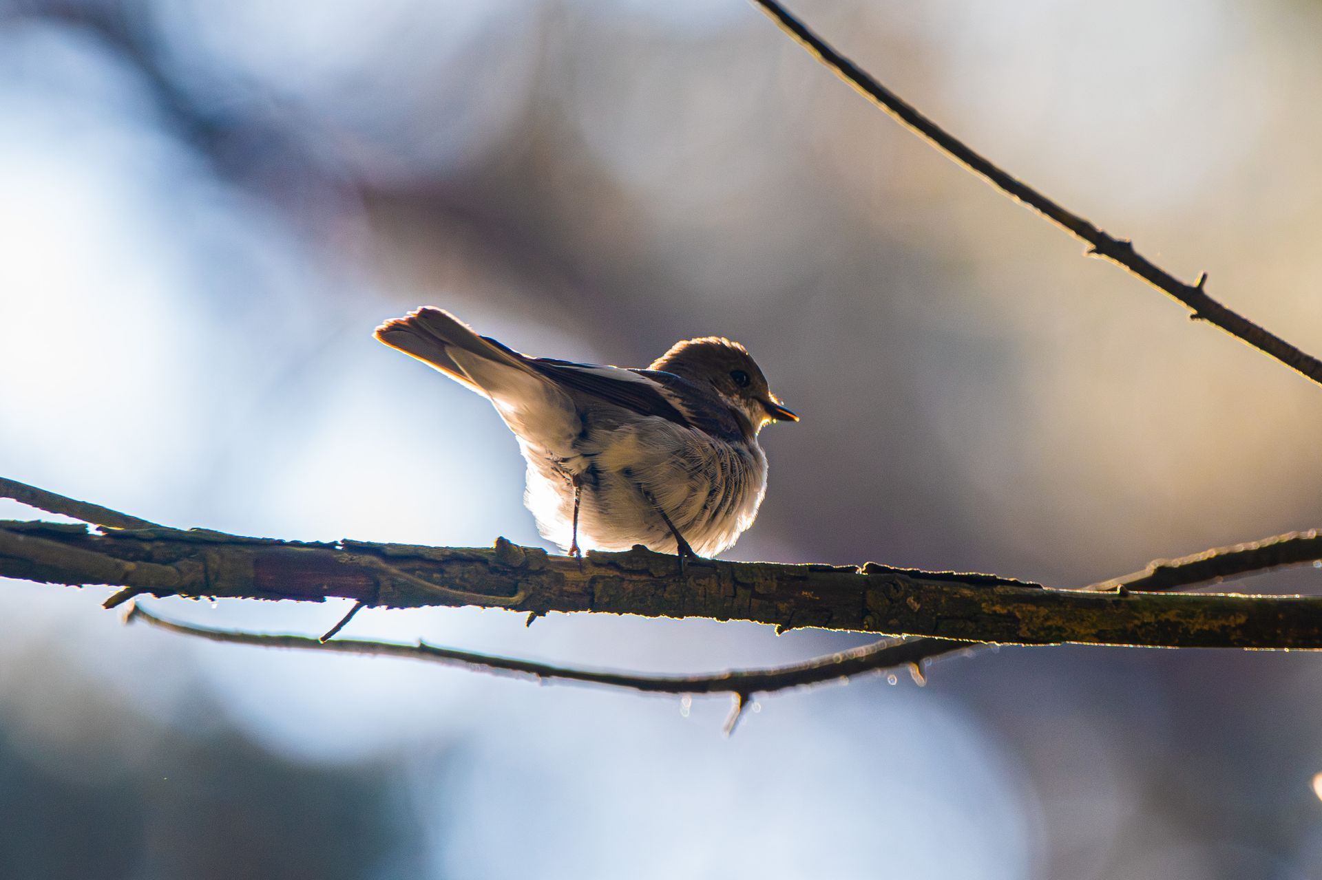 Een vogel zit op een tak, verlicht door de zon.