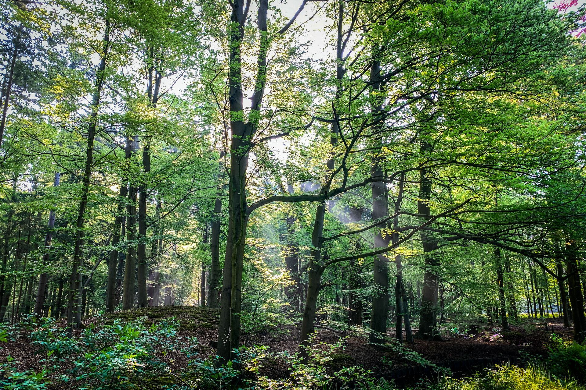 Een weelderig groen bos waar het zonlicht door de bomen filtert.