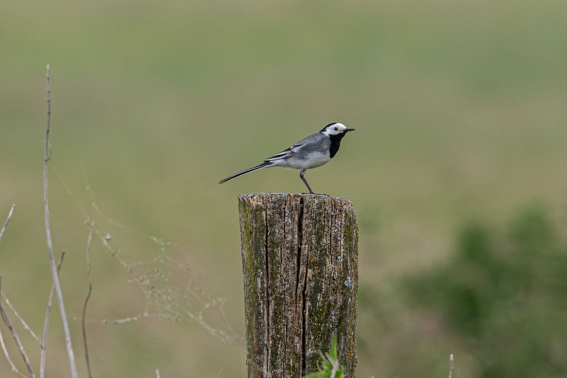 Een witte kwikstaart zit op een verweerde houten paal en kijkt uit over een veld.