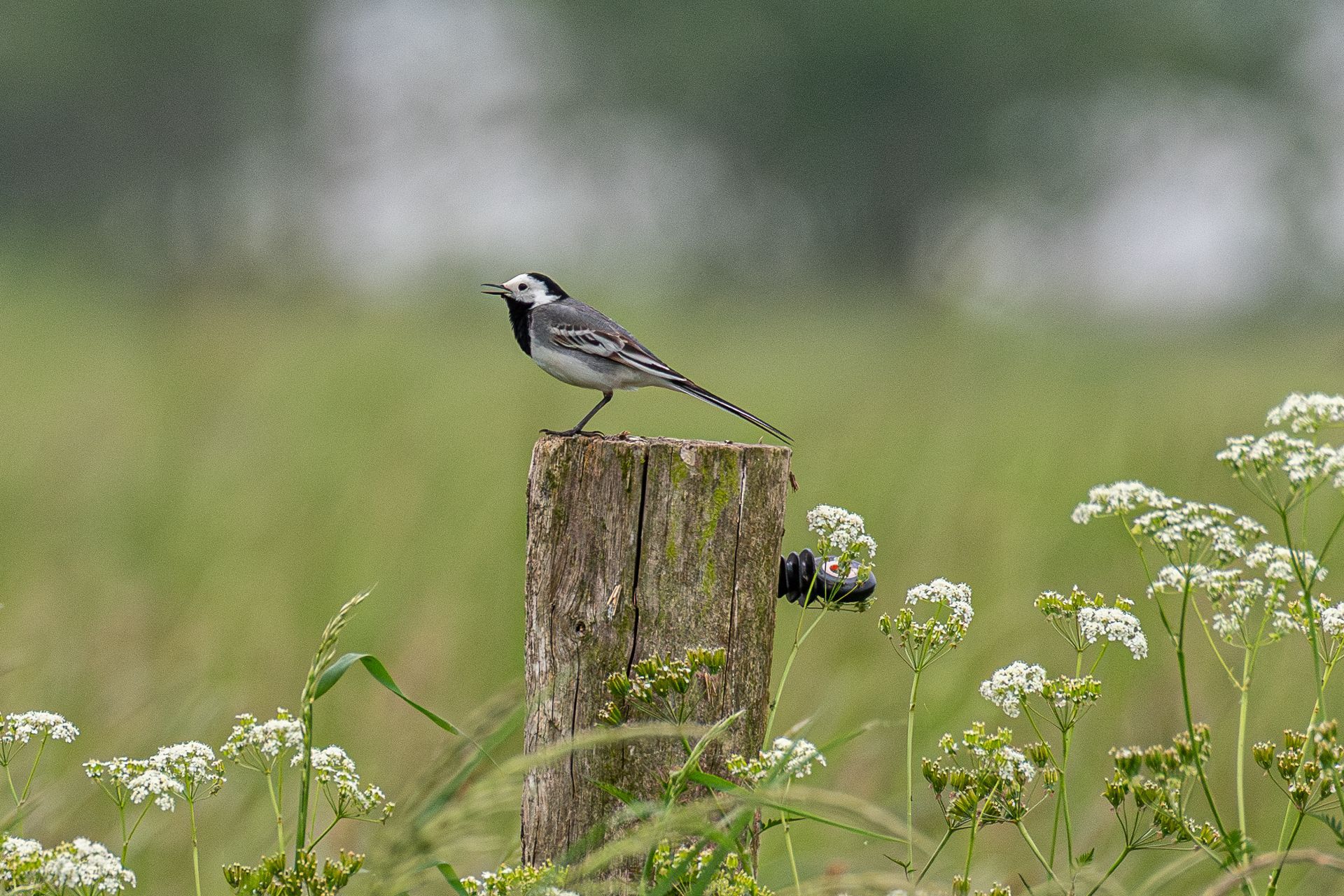 Een wit-zwarte kwikstaart zat op een verweerde houten paal in een veld met wilde bloemen.