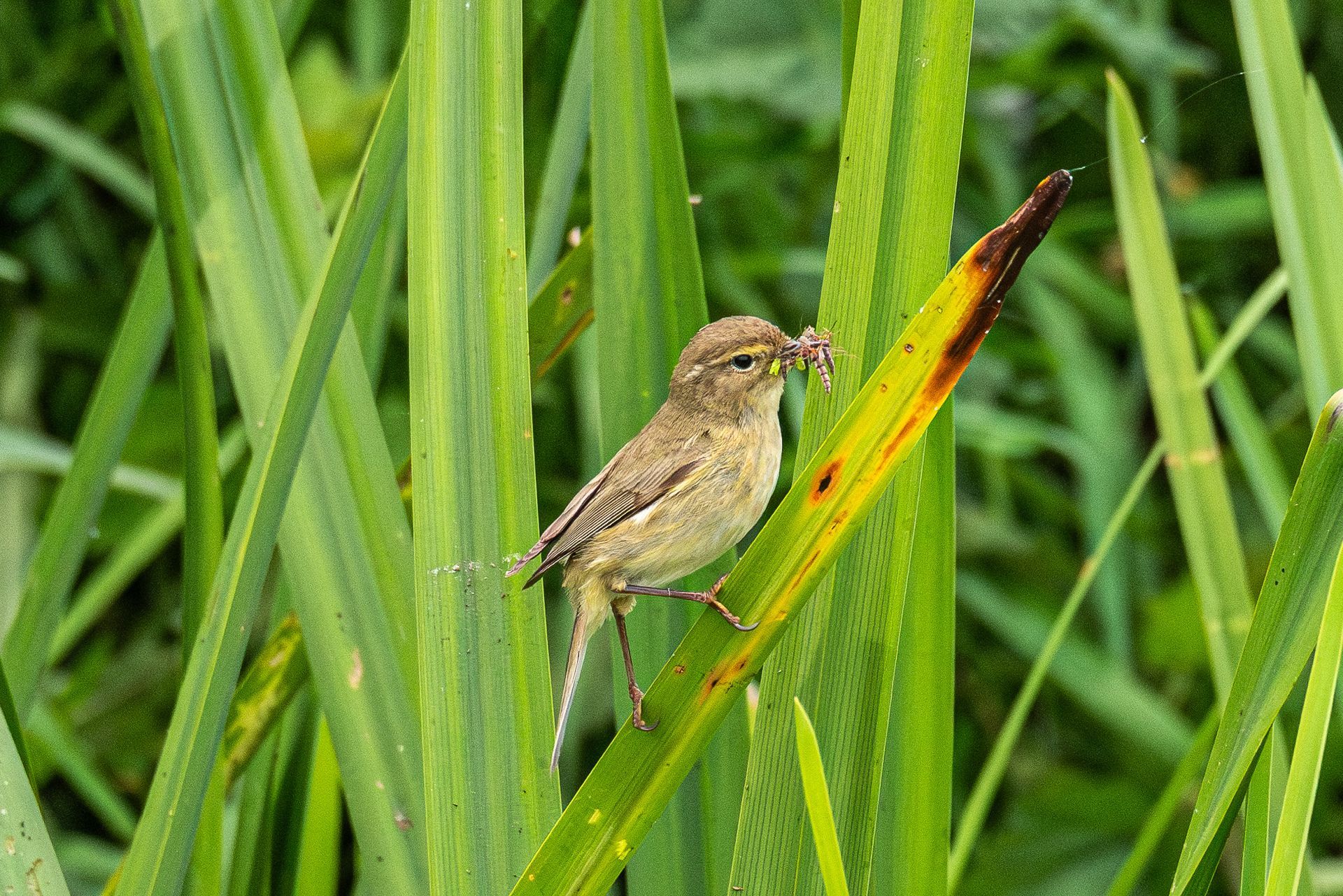 Een rietzanger in het riet.