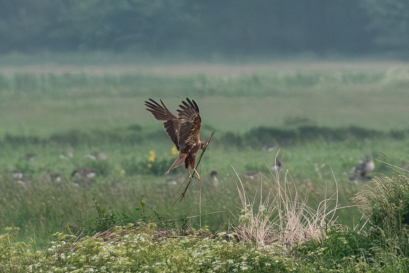 Een havik duikt over een veld, met een stok in zijn hand. Groen gras en een wazige achtergrond.