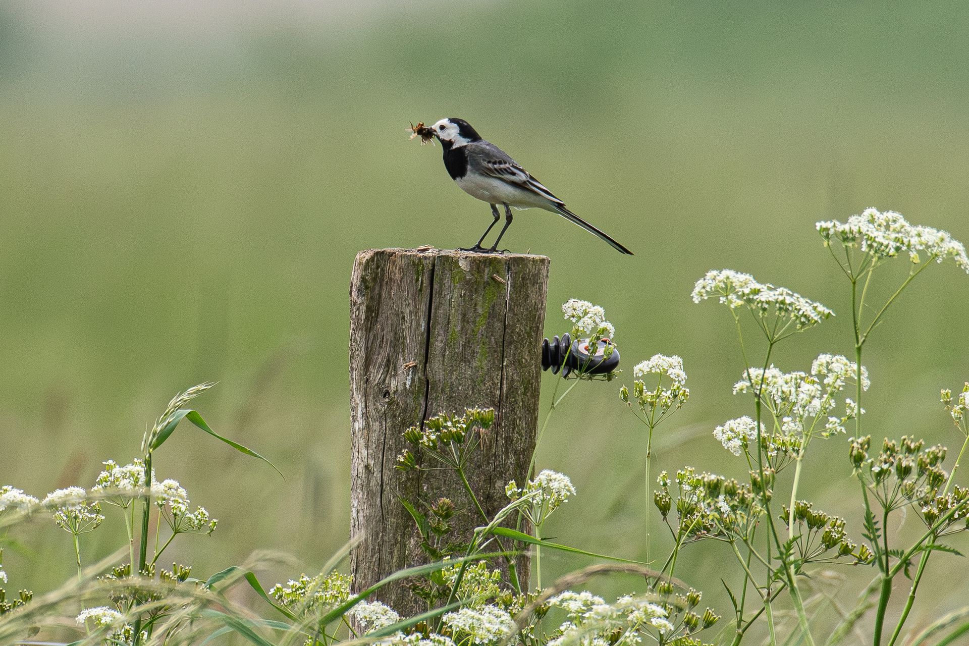 Een wit-zwarte vogel met voedsel in zijn snavel zit op een houten paal, met een groen veld op de achtergrond.