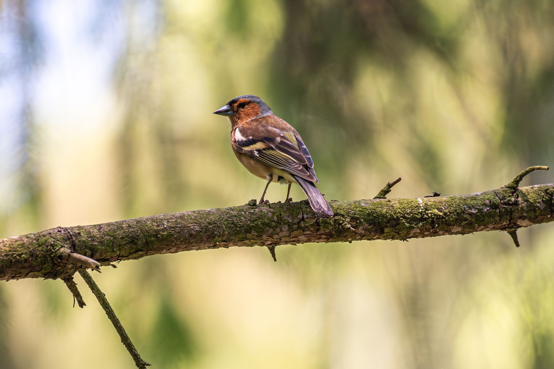 Een vogel met bruin-zwarte veren zit op een met mos begroeide tak.