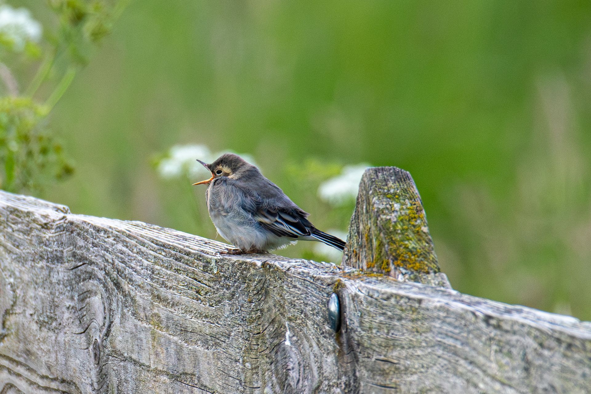 Klein grijs vogeltje zit op een verweerde houten schutting, met op de achtergrond groen gebladerte.