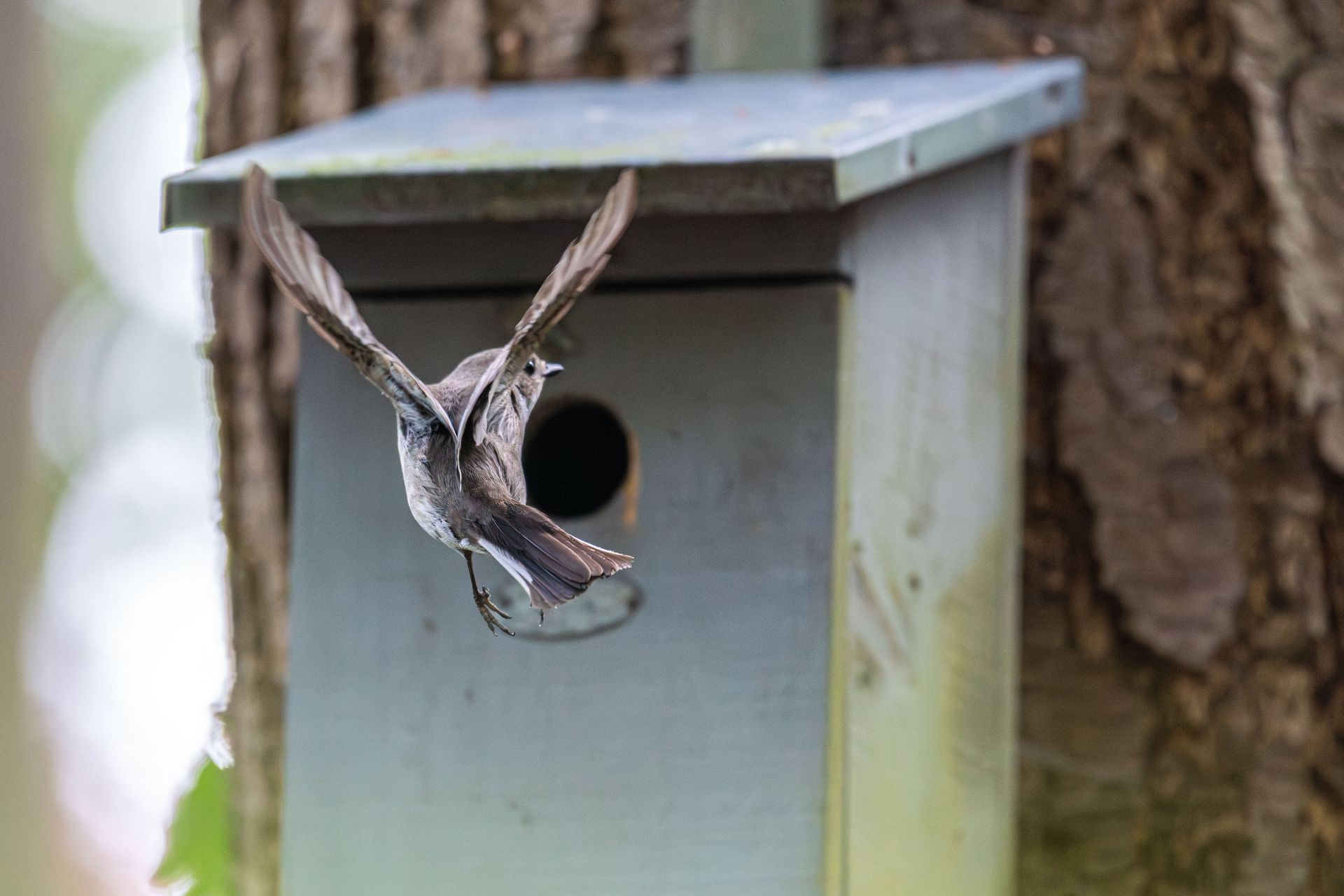 Een vogel vliegt met wijd uitgespreide vleugels uit een houten vogelhuisje, dat zich in een natuurlijke, bosrijke omgeving bevindt.