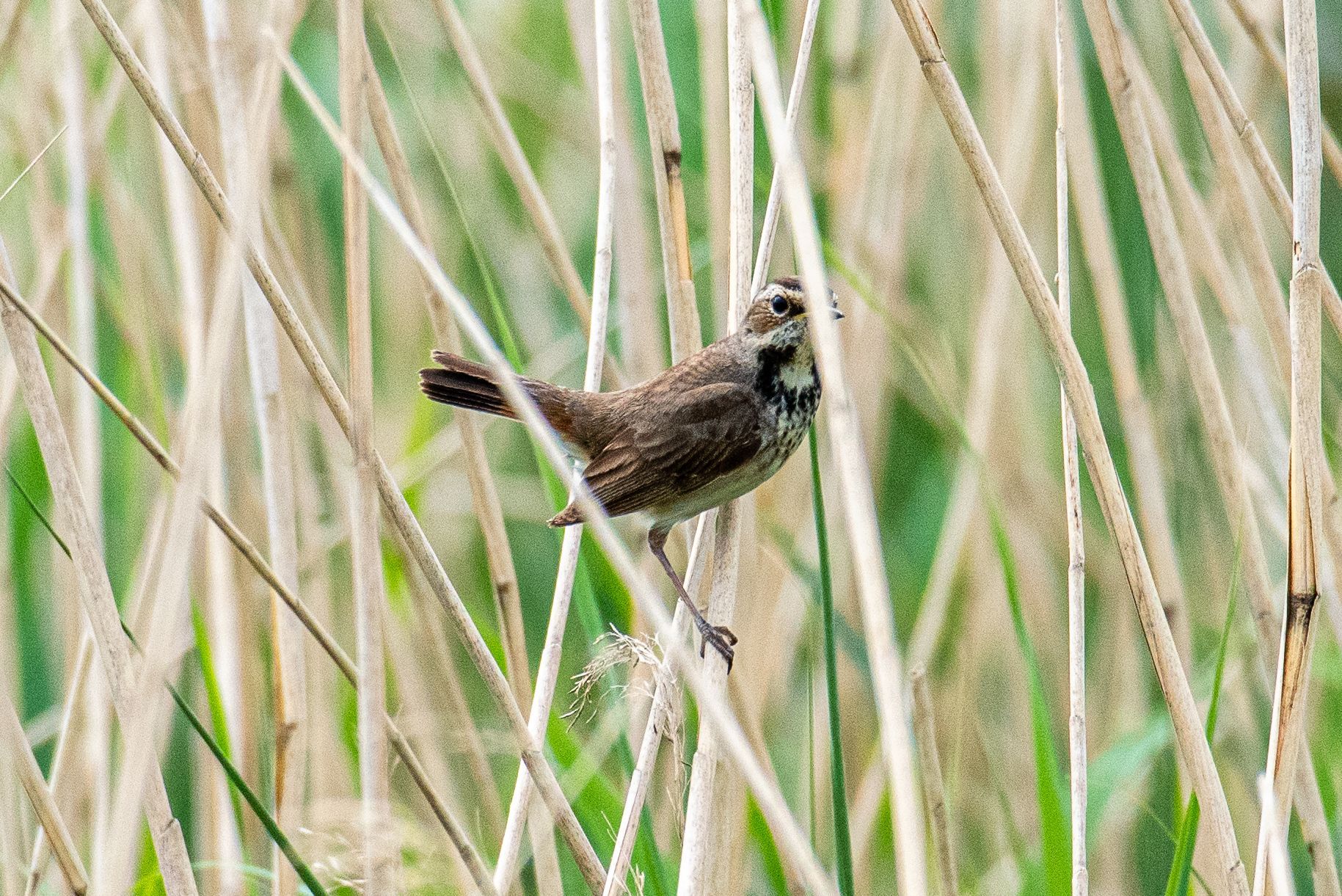 Een bruine vogel met een gestreepte kop zit op een rietstengel.
