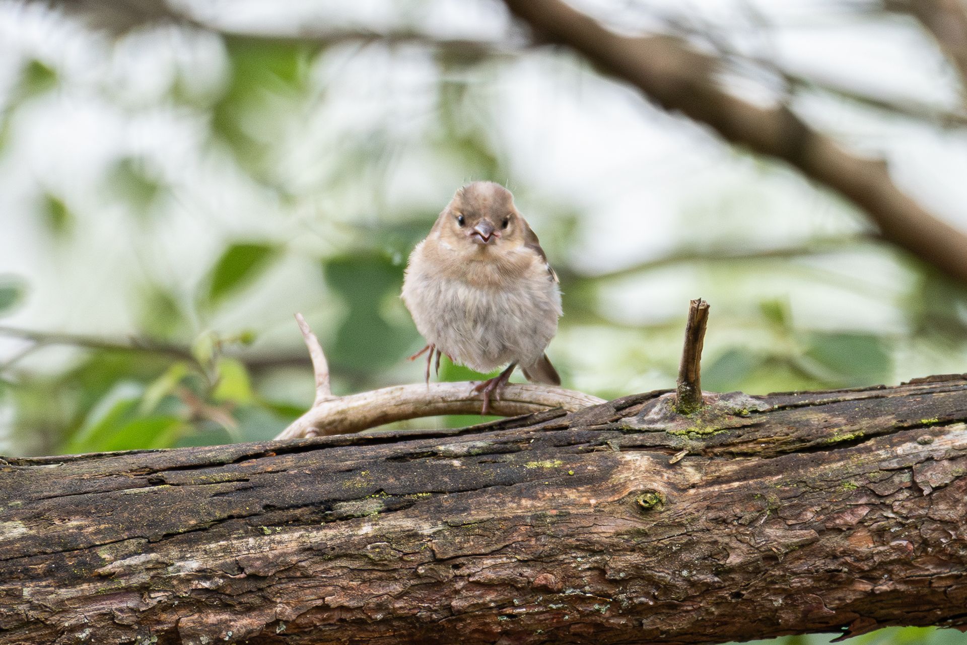 Een vogel met lichtbruine en grijze veren zit op een verweerde tak tegen een wazige groene achtergrond.