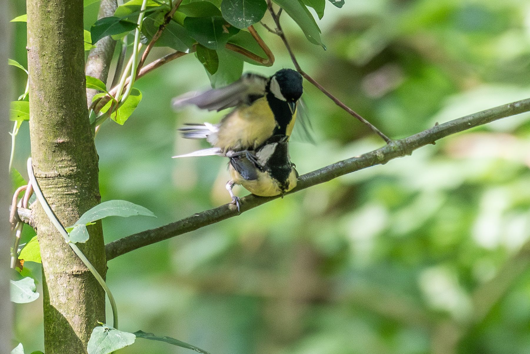 Twee geel-zwarte koolmezen paren op een boomtak, met gespreide vleugels, in een bos.