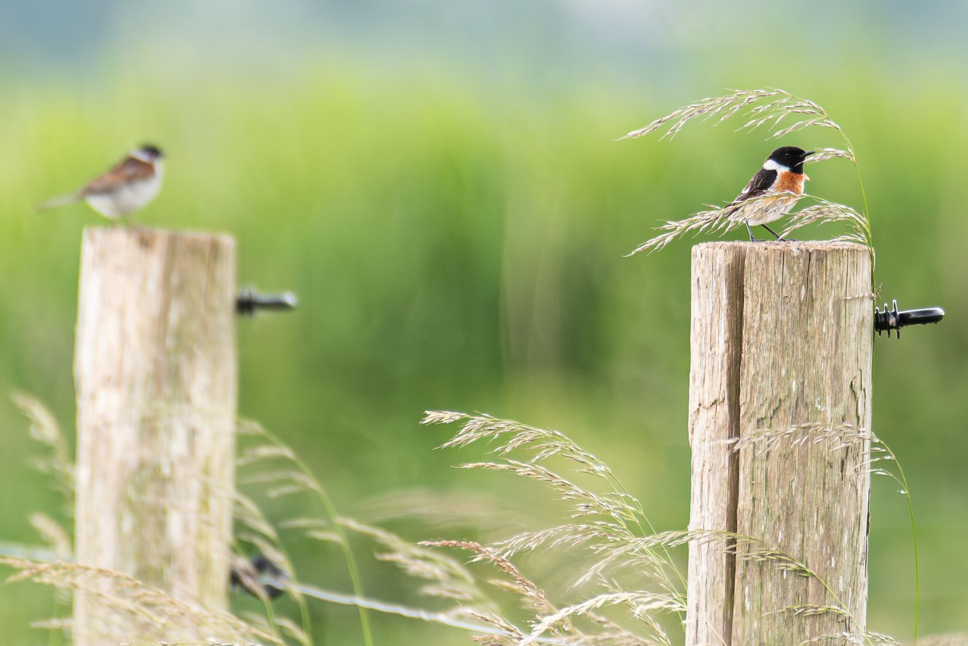 Twee kleine vogels zaten op houten hekpalen in een groen grasveld.