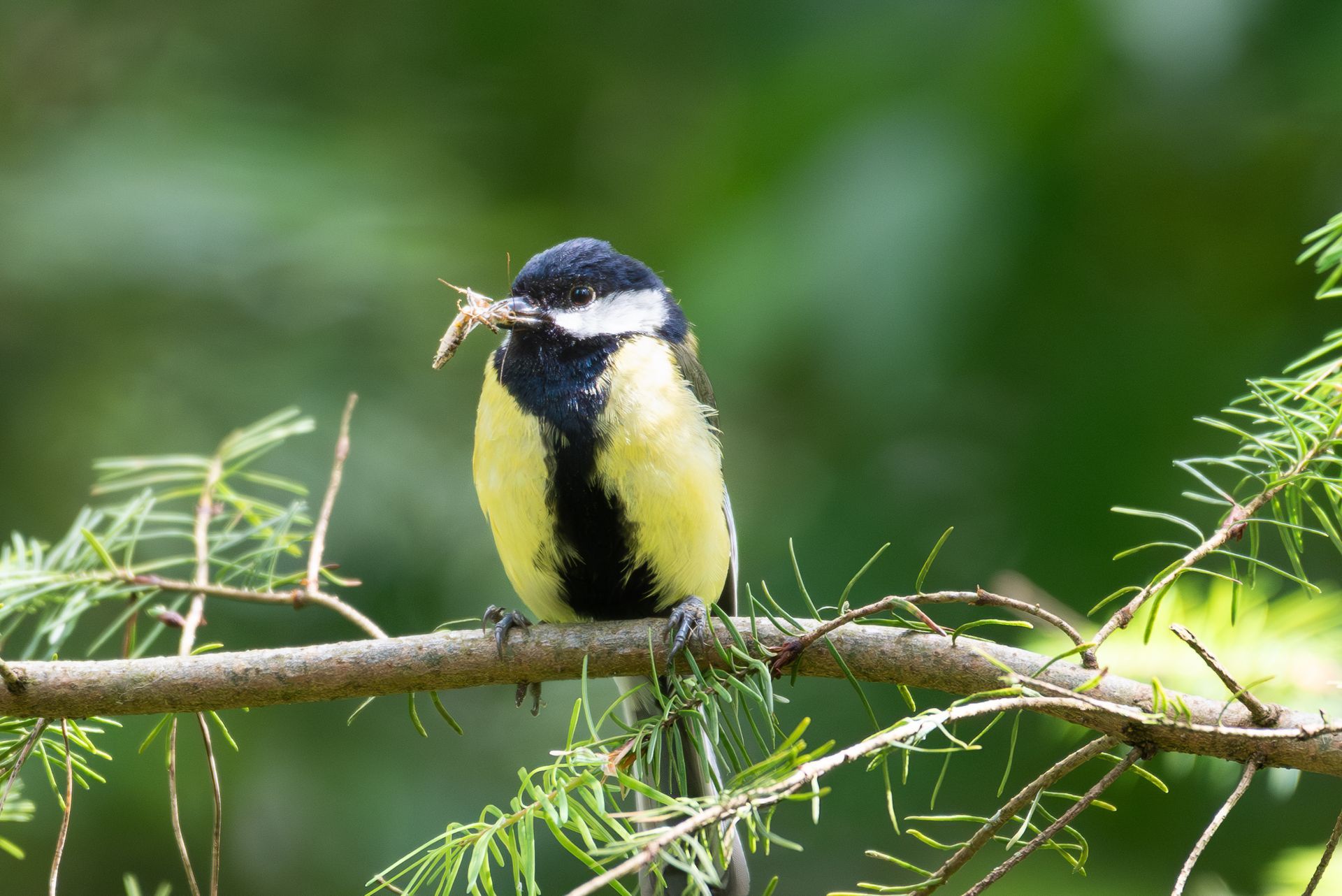 Een geel-zwarte koolmees zit op een tak en houdt een insect in zijn snavel.