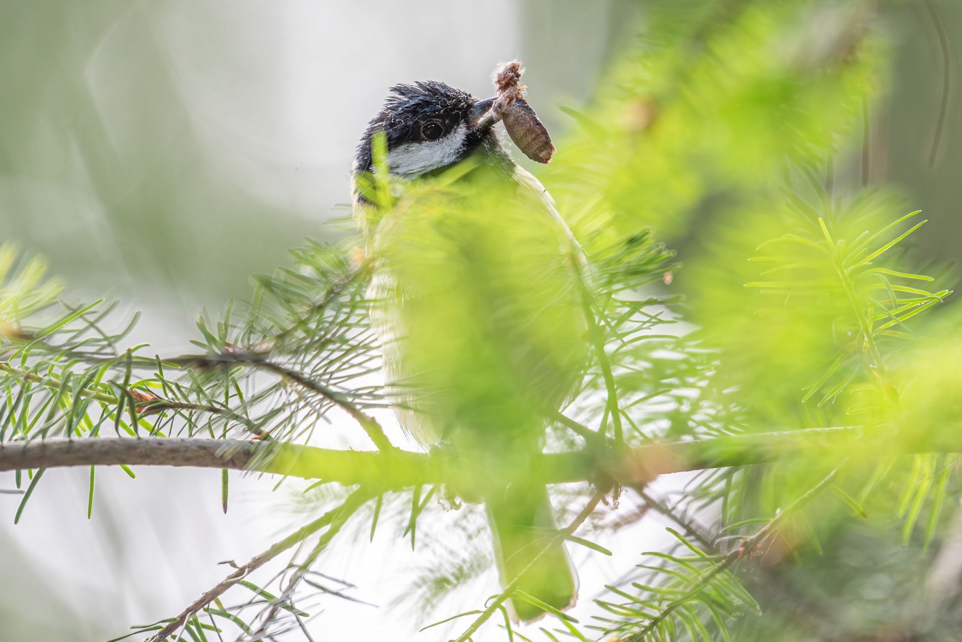 Een gele vogel zit op een tak en houdt een insect in zijn snavel. Groene en witte veren zijn zichtbaar.