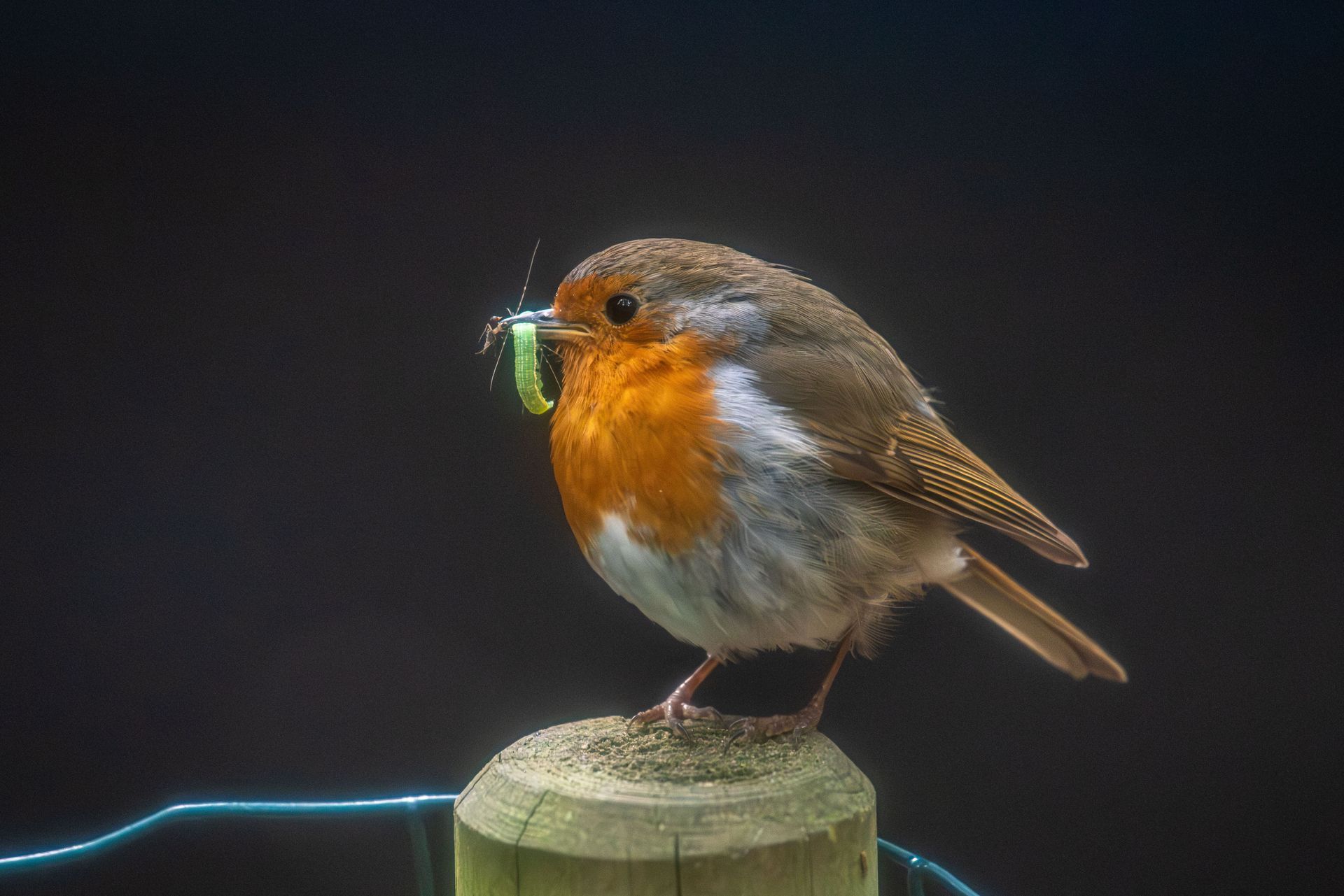 Een roodborstje zit op een houten paal en houdt een groen insect in zijn snavel; donkere achtergrond.