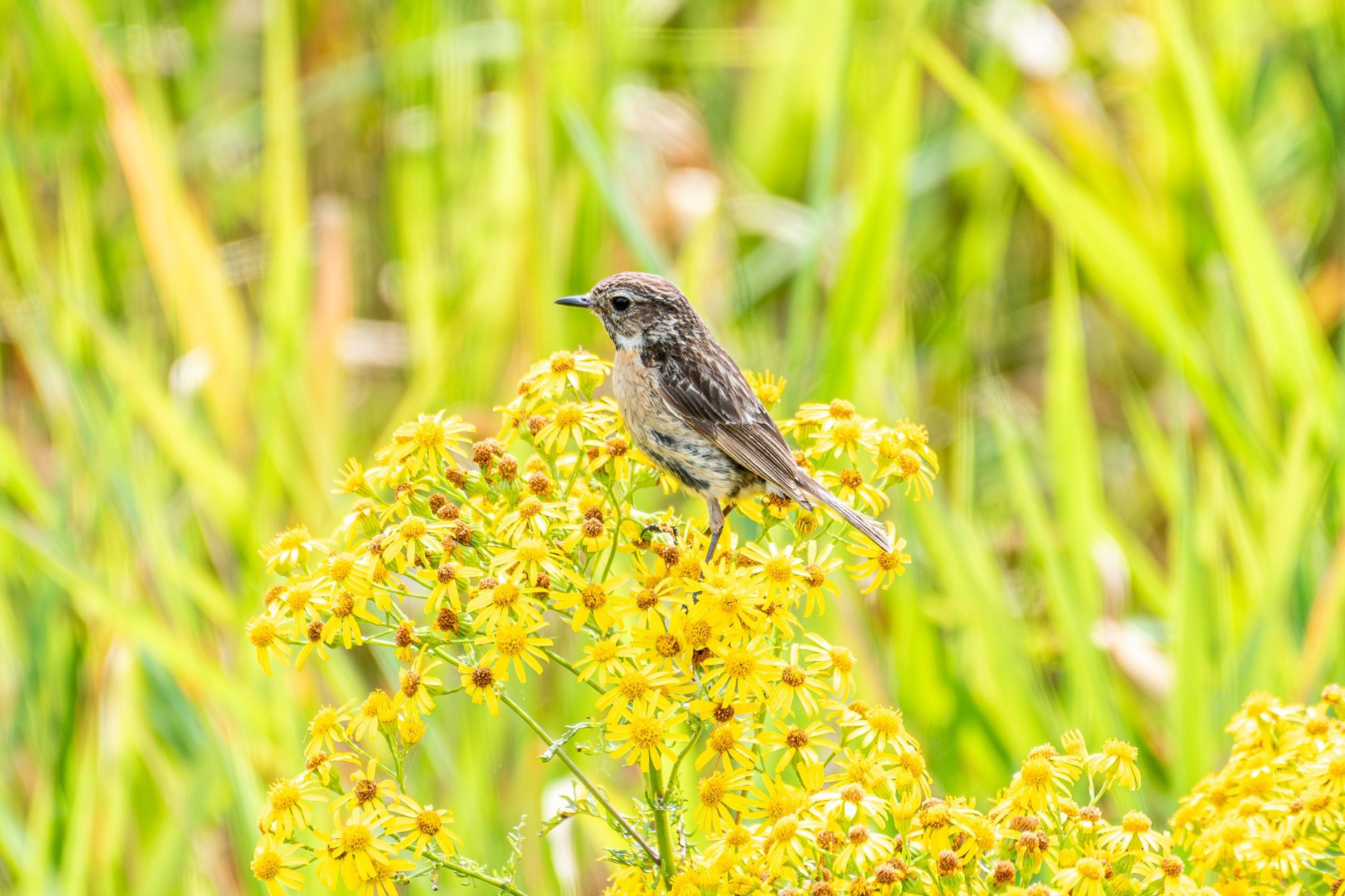 Een klein vogeltje met gespikkelde bruine veren zit op een gele bloem, omringd door groen gebladerte.