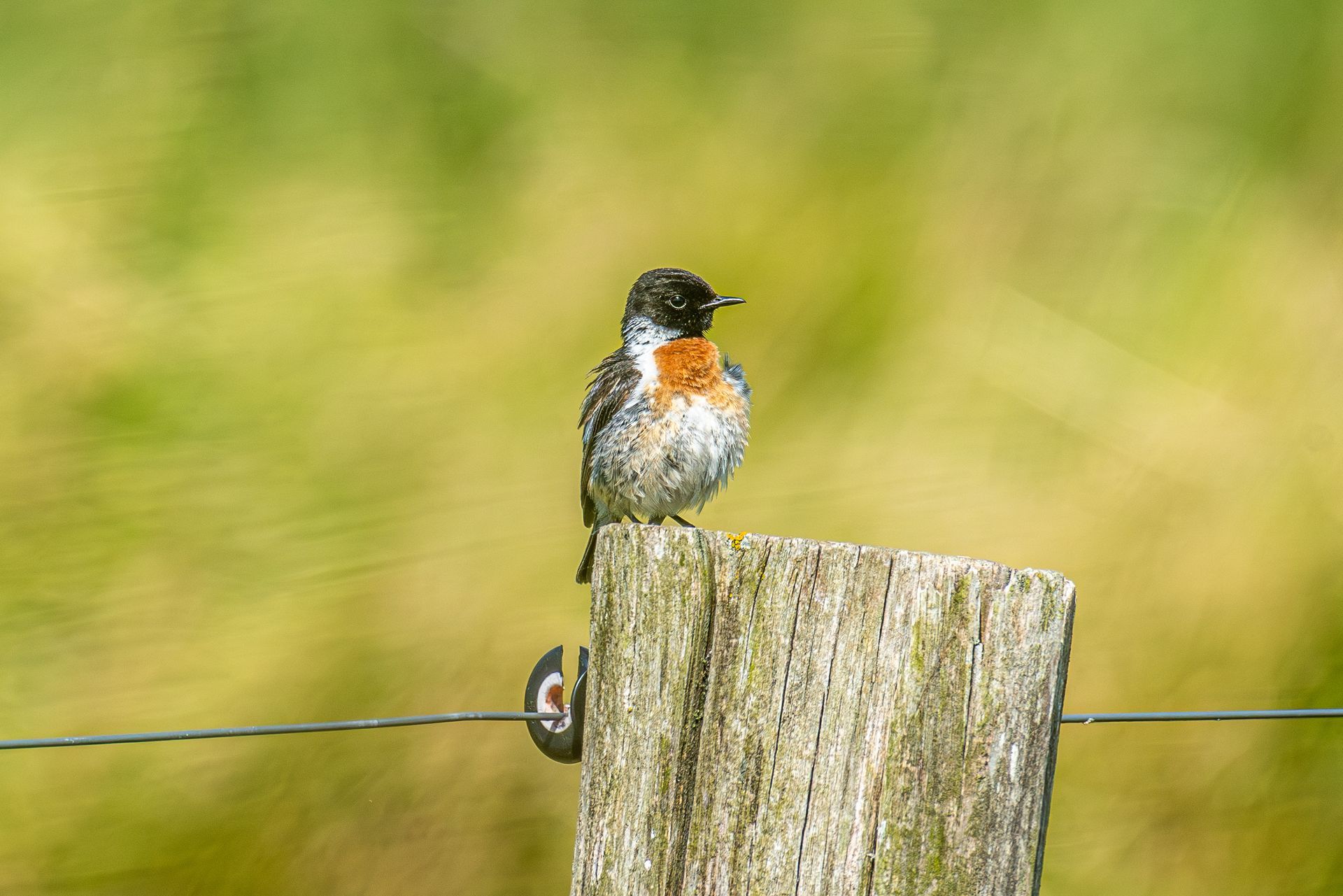 Een klein vogeltje met een oranje borst zit op een verweerde houten paal voor een wazig groen veld.
