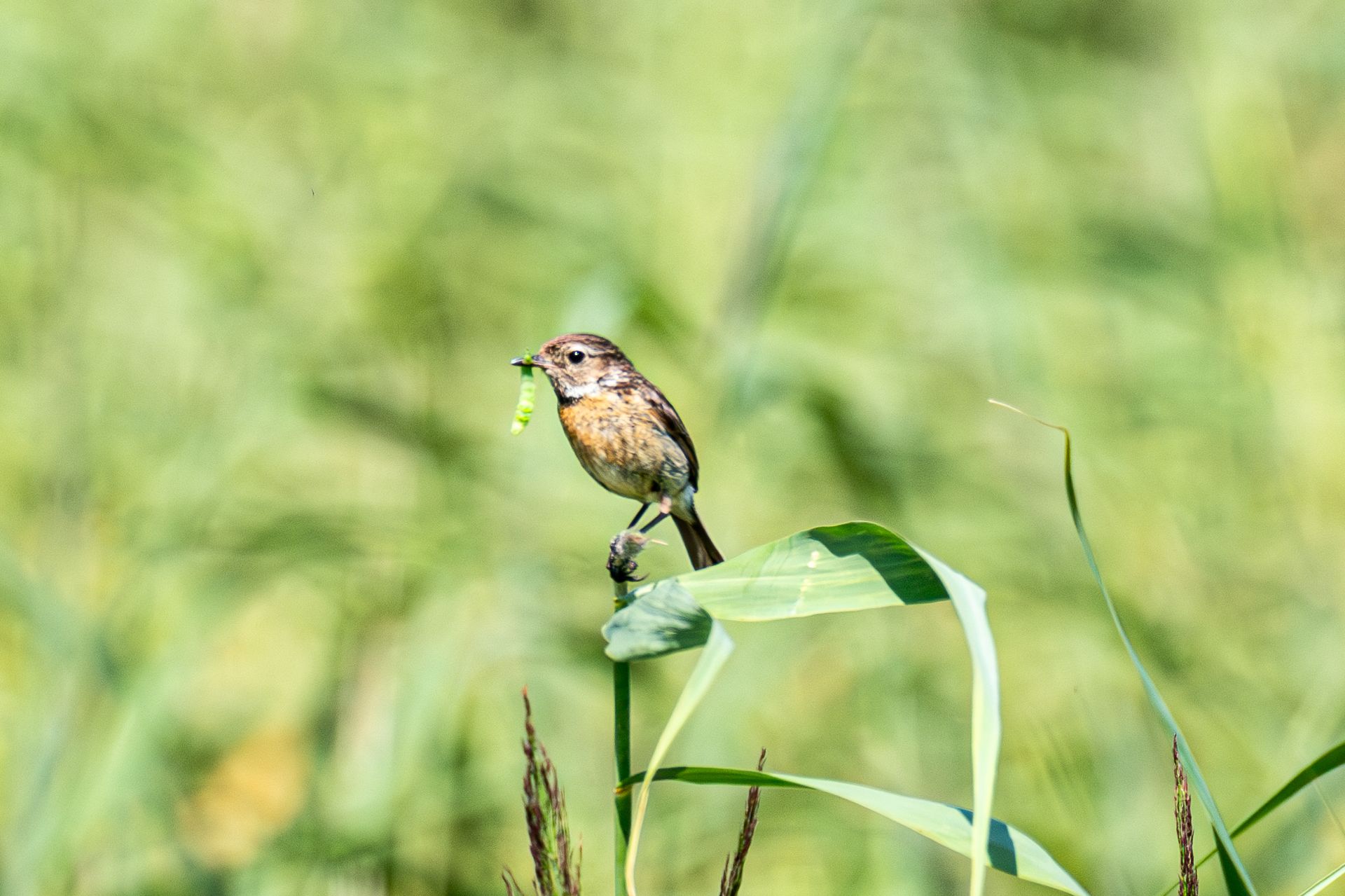 Een vogel met een groene worm in zijn snavel zit op een stengel van een bladerrijke plant in een grasveld.