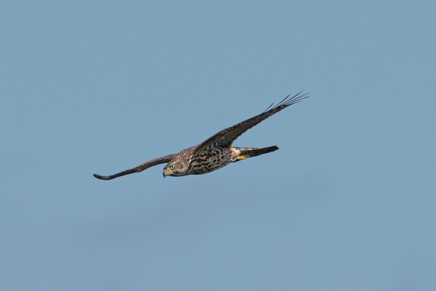 Een roofvogel zweeft door een helderblauwe lucht, met gespreide vleugels.
