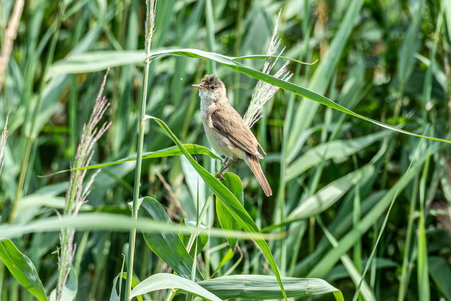 Een klein bruin vogeltje zit op groene bladeren, omringd door hoog gras.