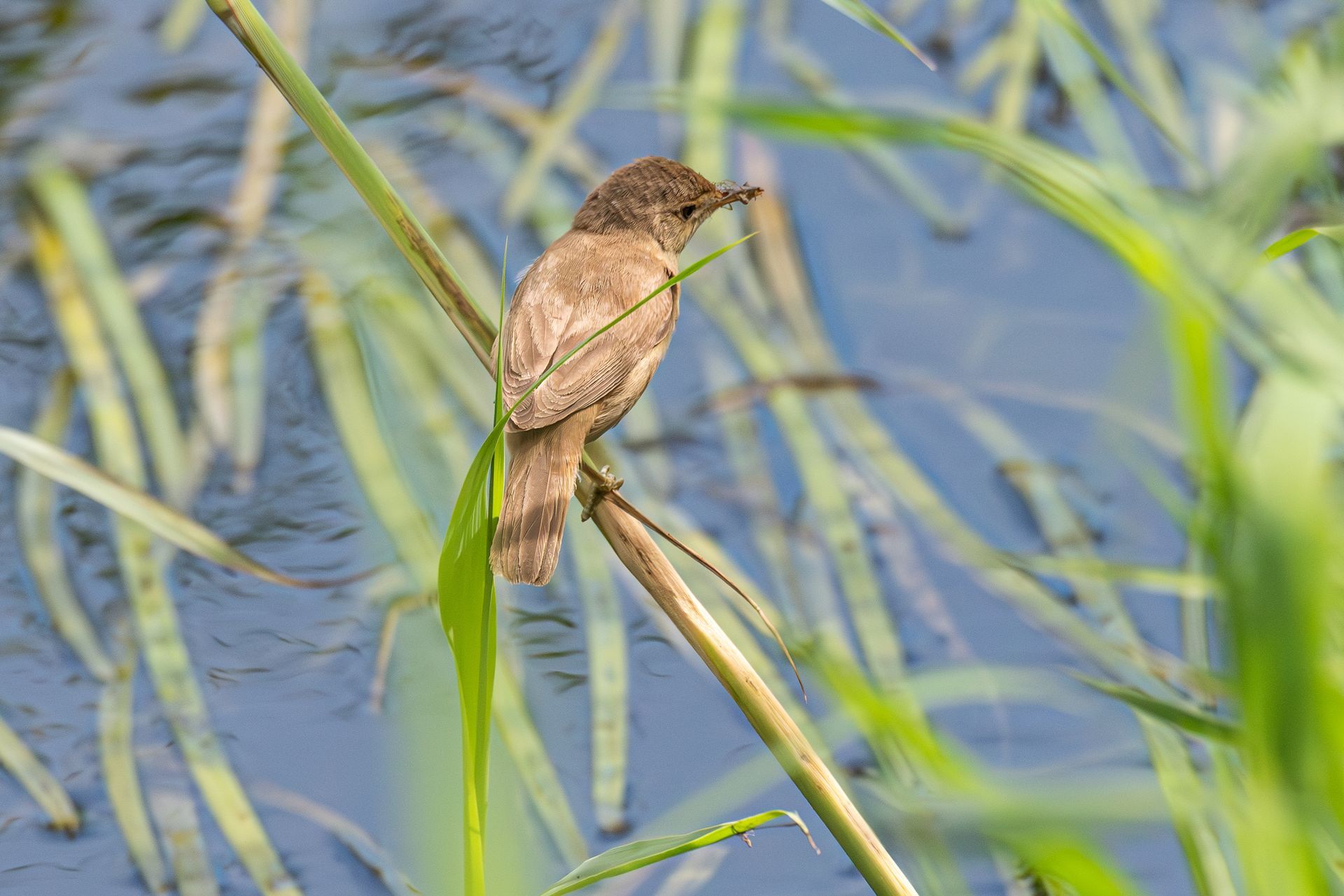 Een bruine vogel zit op een rietstengel boven het water; groene rietstengels omlijsten de foto.
