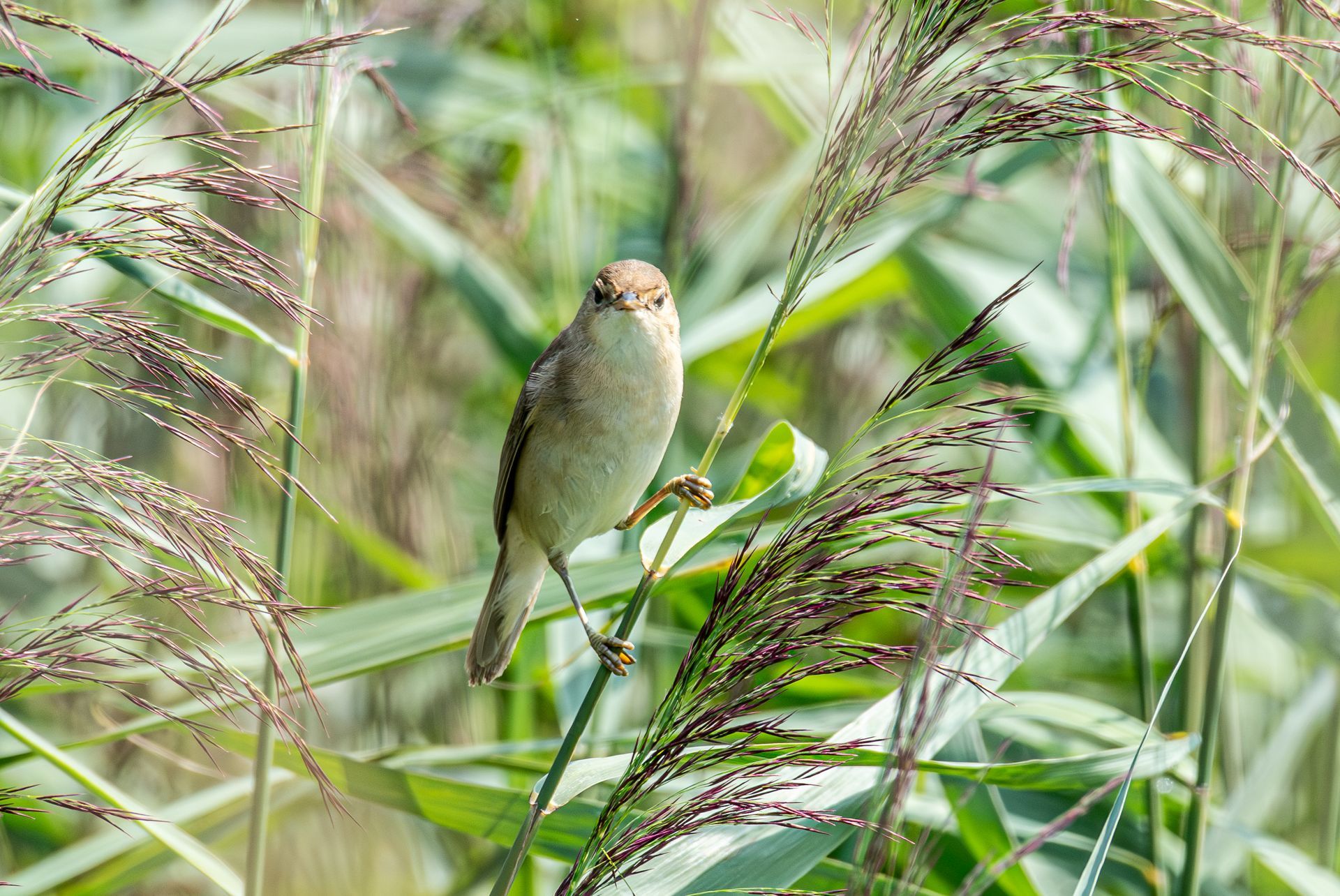 Een klein beige vogeltje zit op een rietstengel, omringd door hoog gras.
