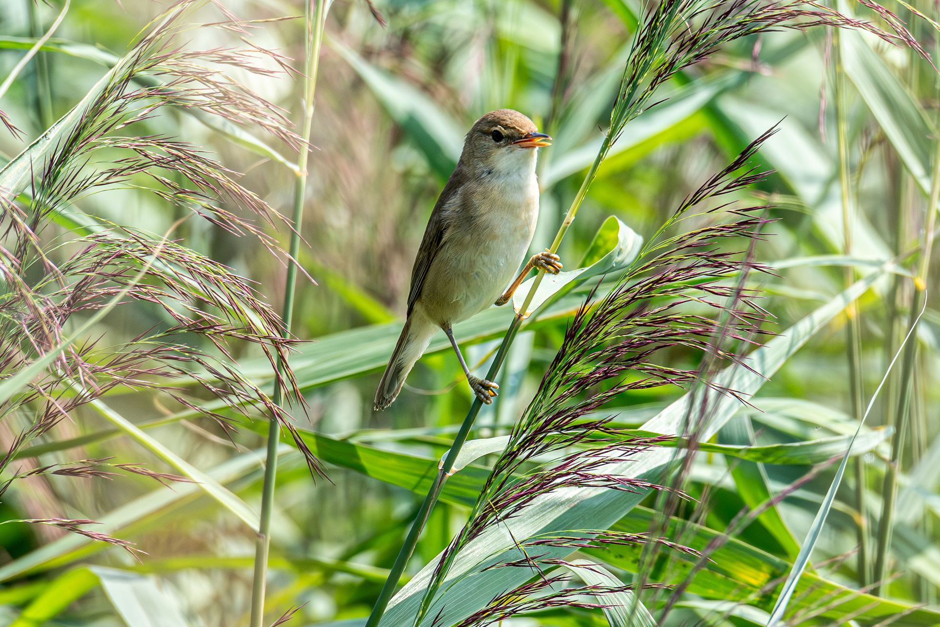 Een klein bruin vogeltje zit op een hoge groene plant met zaadhoofden.