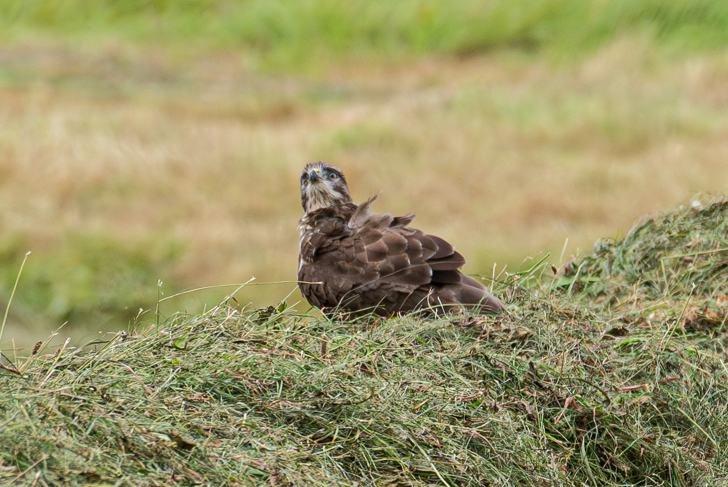 Een bruine vogel zit op een hoopje groen gras en kijkt naar de camera, met een veld op de achtergrond.