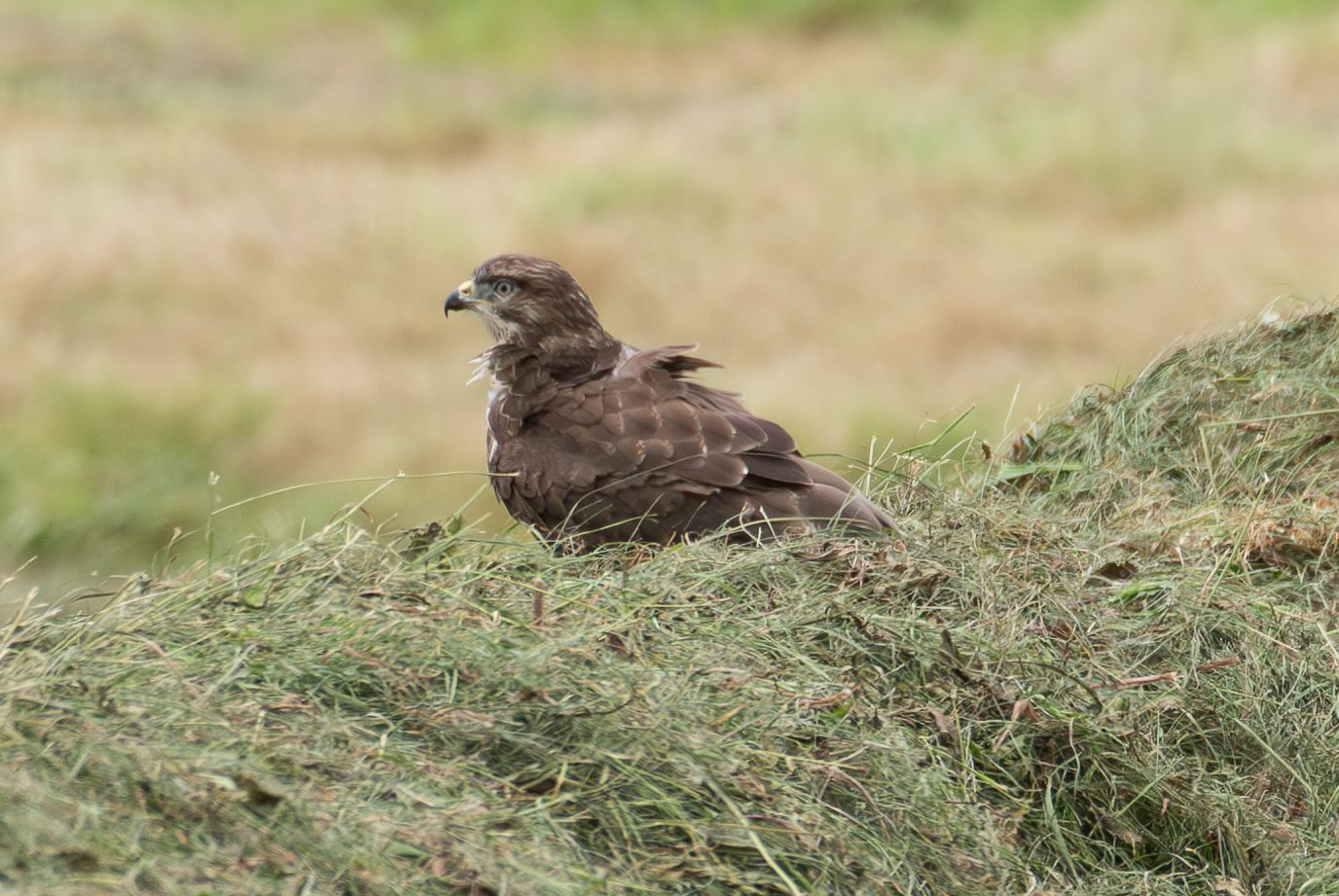 Een bruine havik zit op een hooiberg en kijkt naar links, met een veld op de achtergrond.