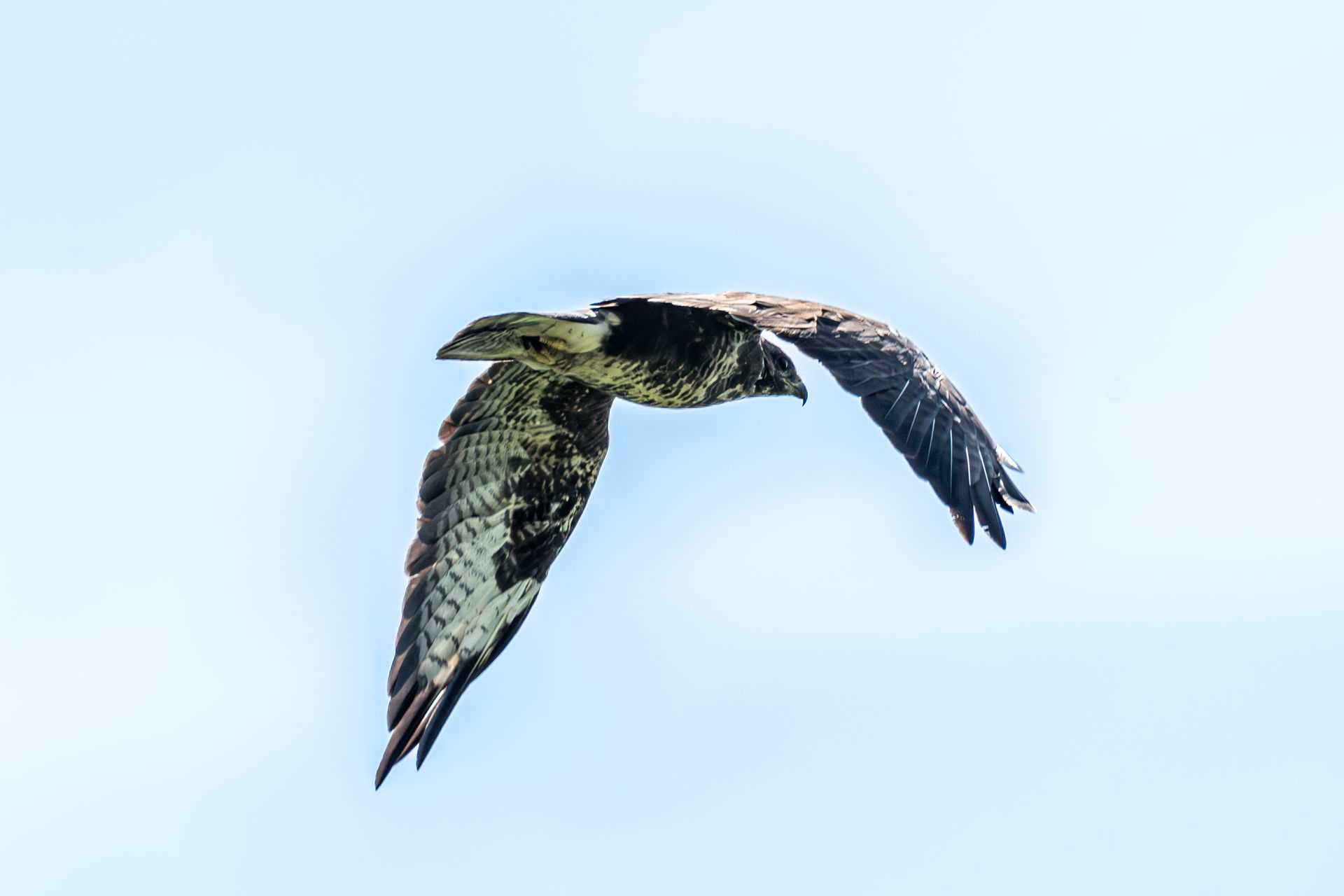 Een vogel met zwart-witte tekeningen, wijd uitgespreide vleugels, zwevend in een helderblauwe lucht.