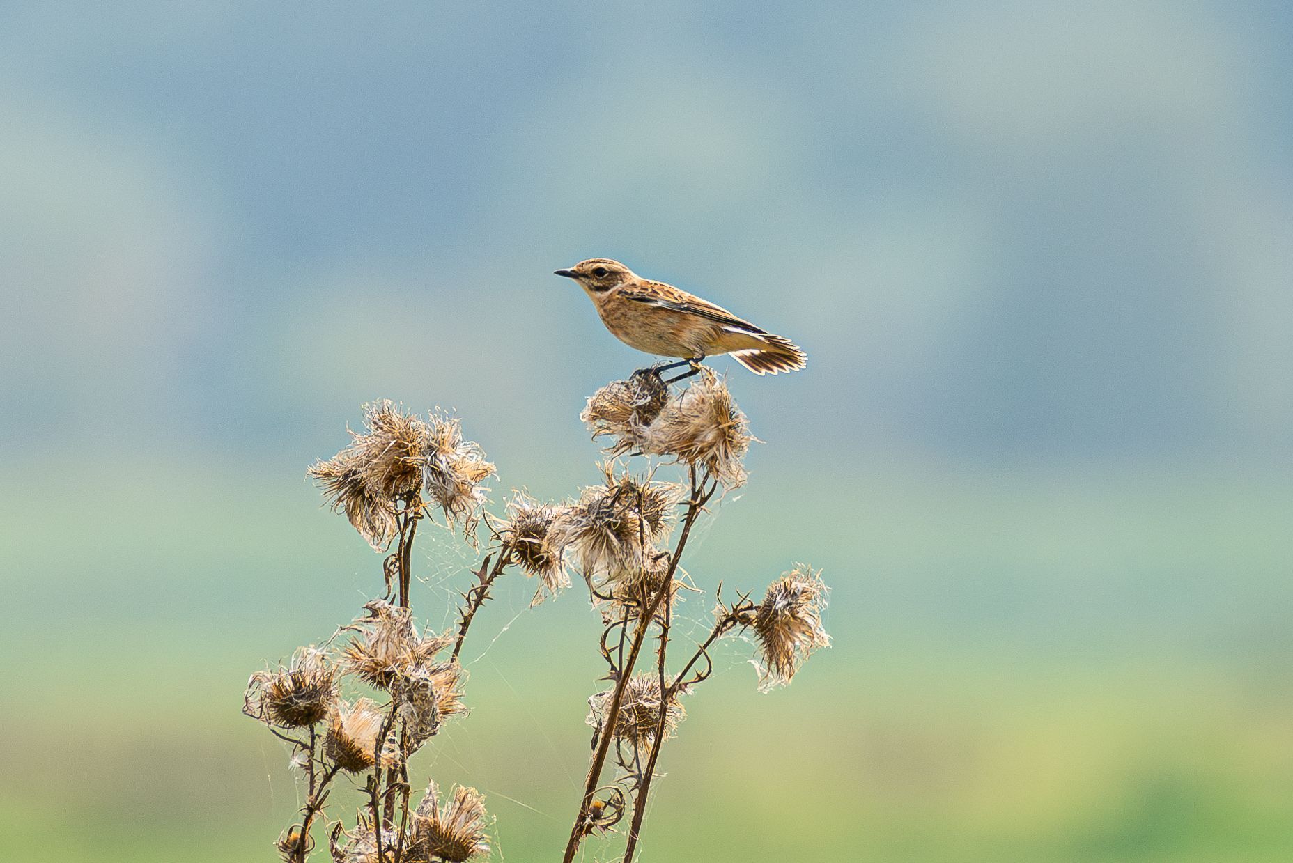 Een bruine vogel zit op een verdroogde plant, met een blauwe lucht op de achtergrond.