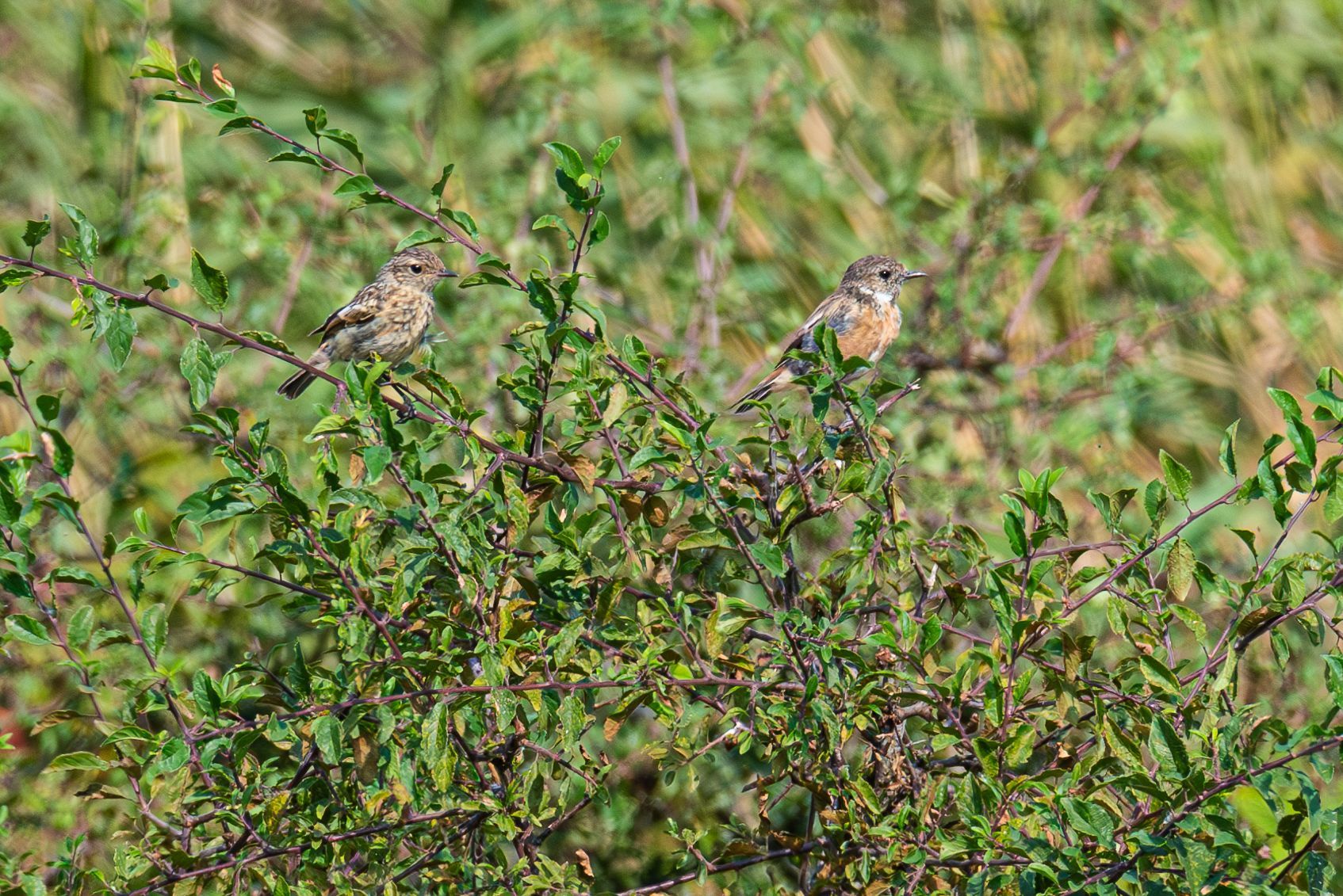 Twee kleine bruin-beige vogels zaten op een groene, bladerrijke struik.