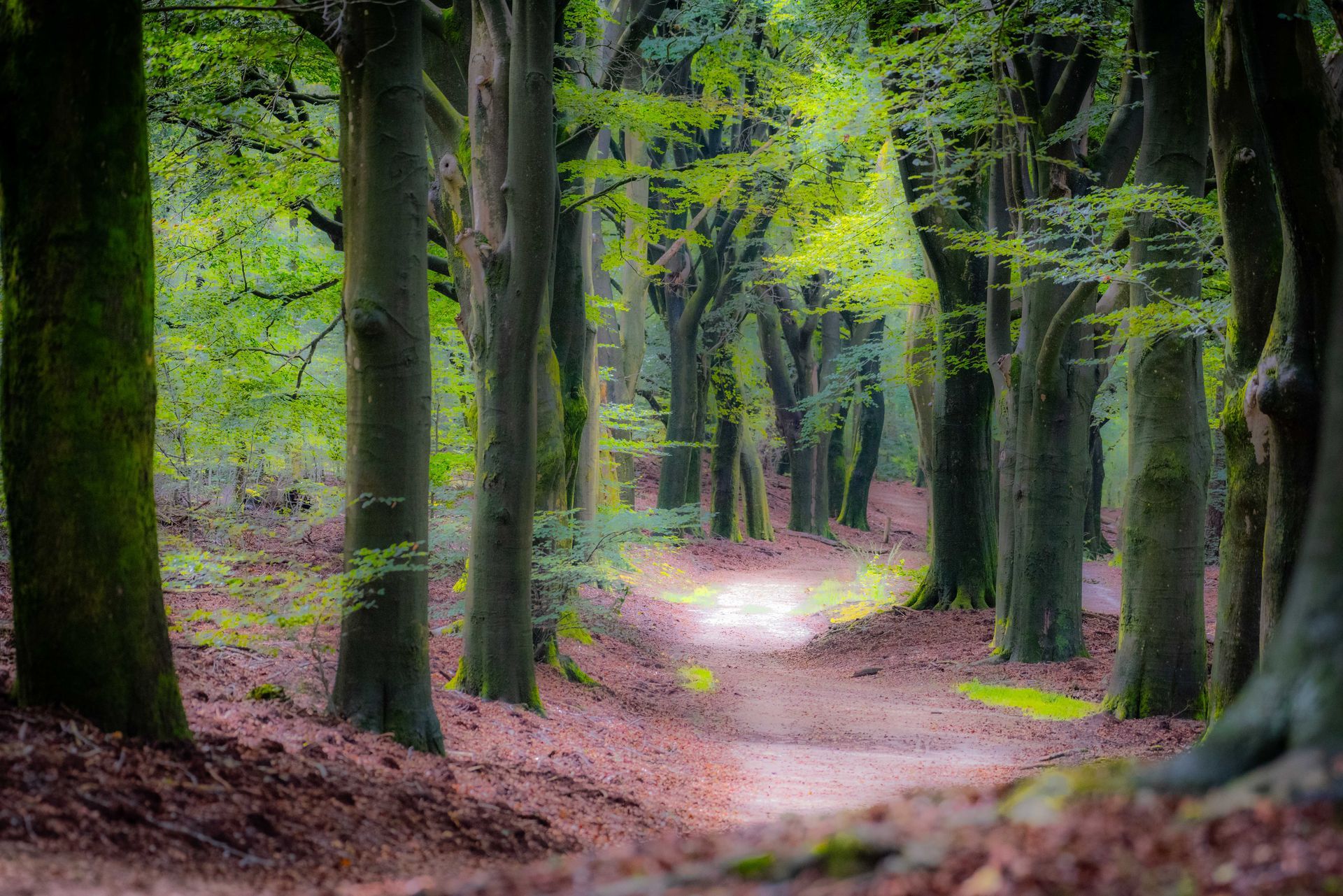 Een pad slingert door een bos met hoge bomen, waar de grond bedekt is met gevallen bladeren.