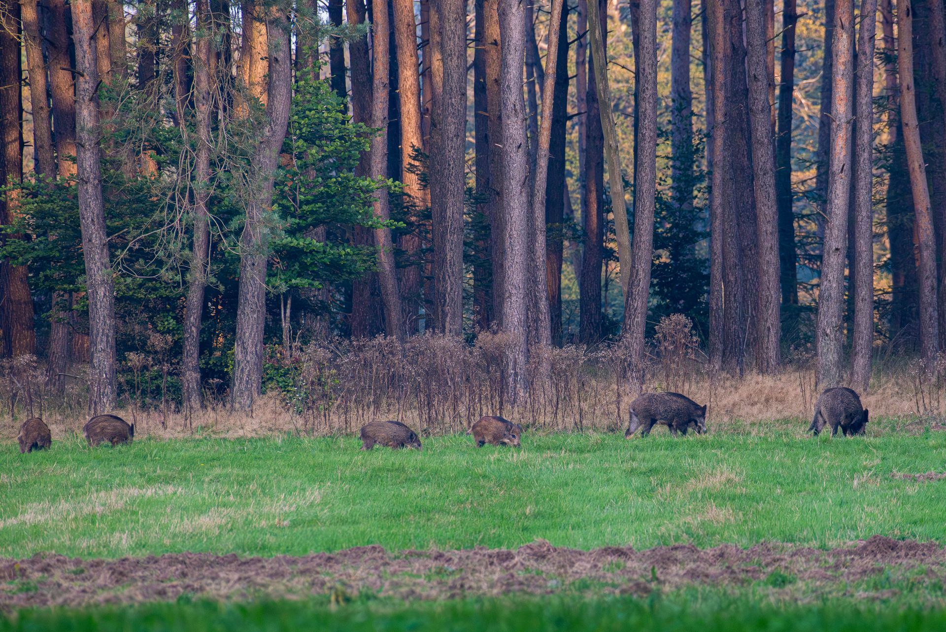Wilde zwijnen grazen in een groen veld dat grenst aan een bos met hoge, bruine bomen.