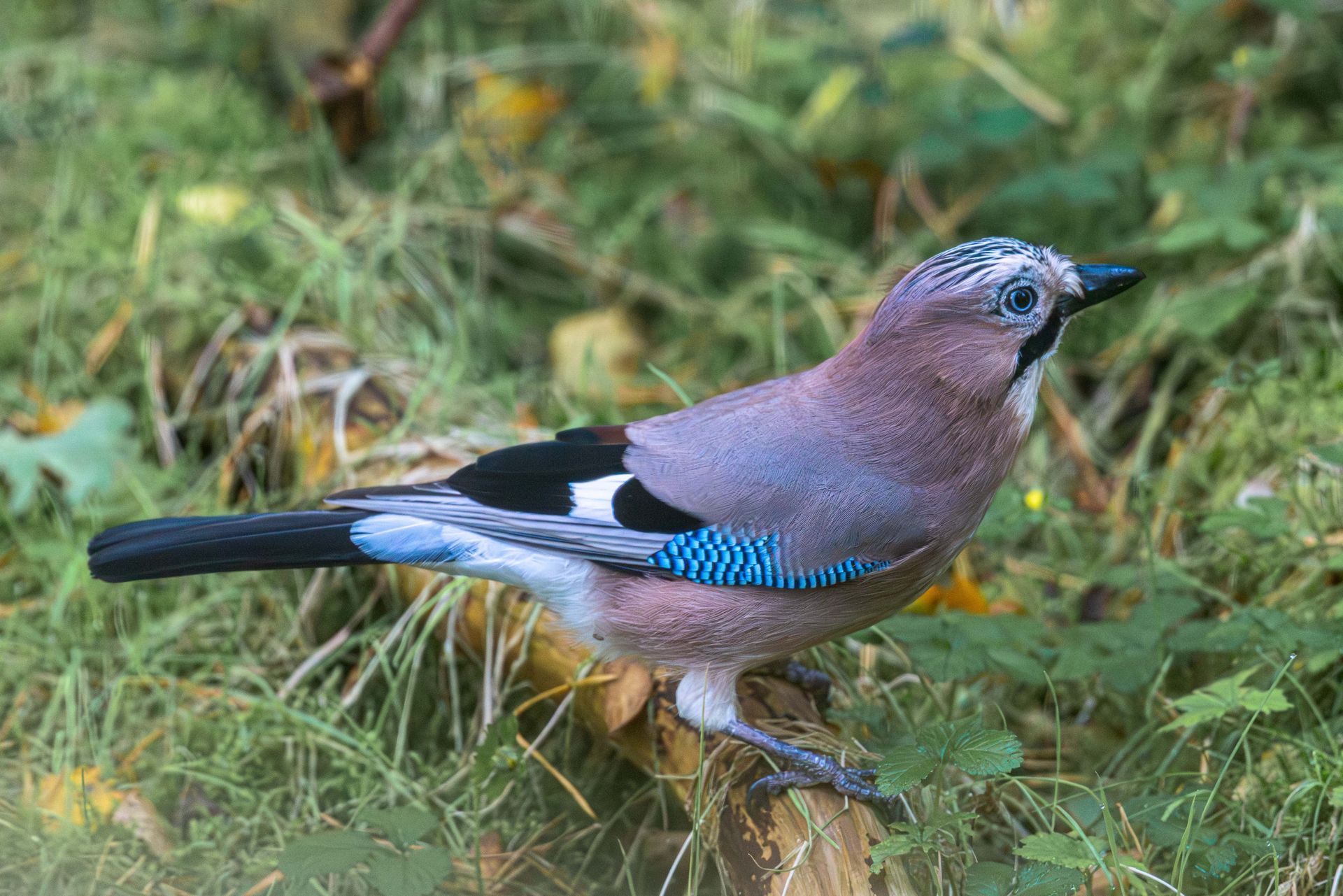 Een gaai met een roze-bruin lichaam, blauwe vleugelmarkeringen en een zwarte staart, zit op een tak in het gras.