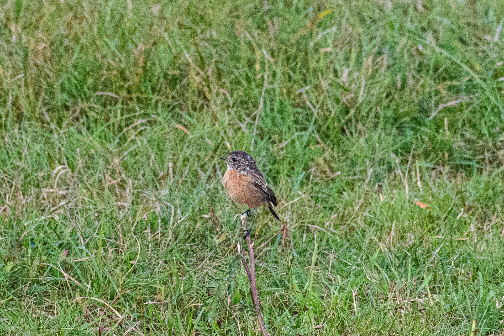 Een klein vogeltje met een gespikkelde rug en een oranje borst zit op een dunne, bruine tak in een grasveld.