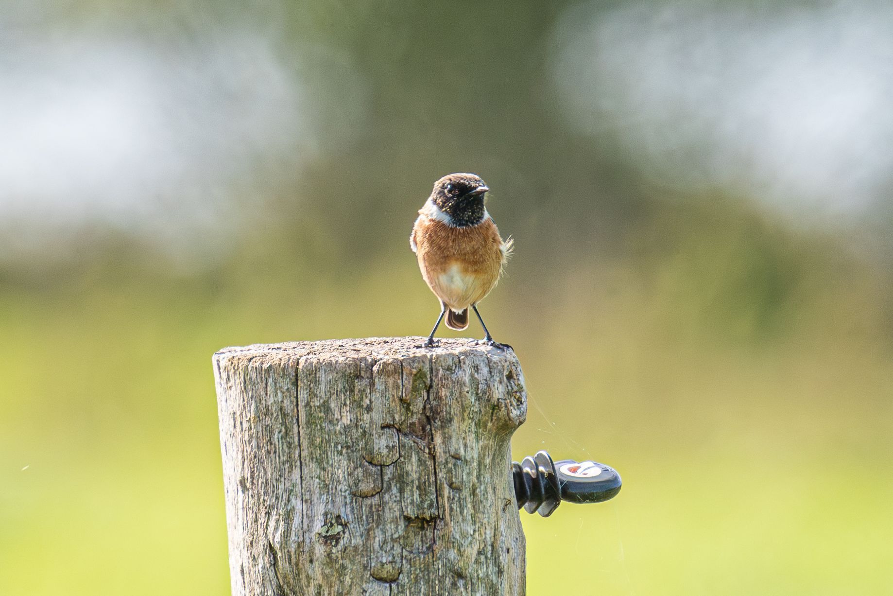 Een klein vogeltje met een oranje borst en een zwarte kop zit op een verweerde houten paal in een grasveld.