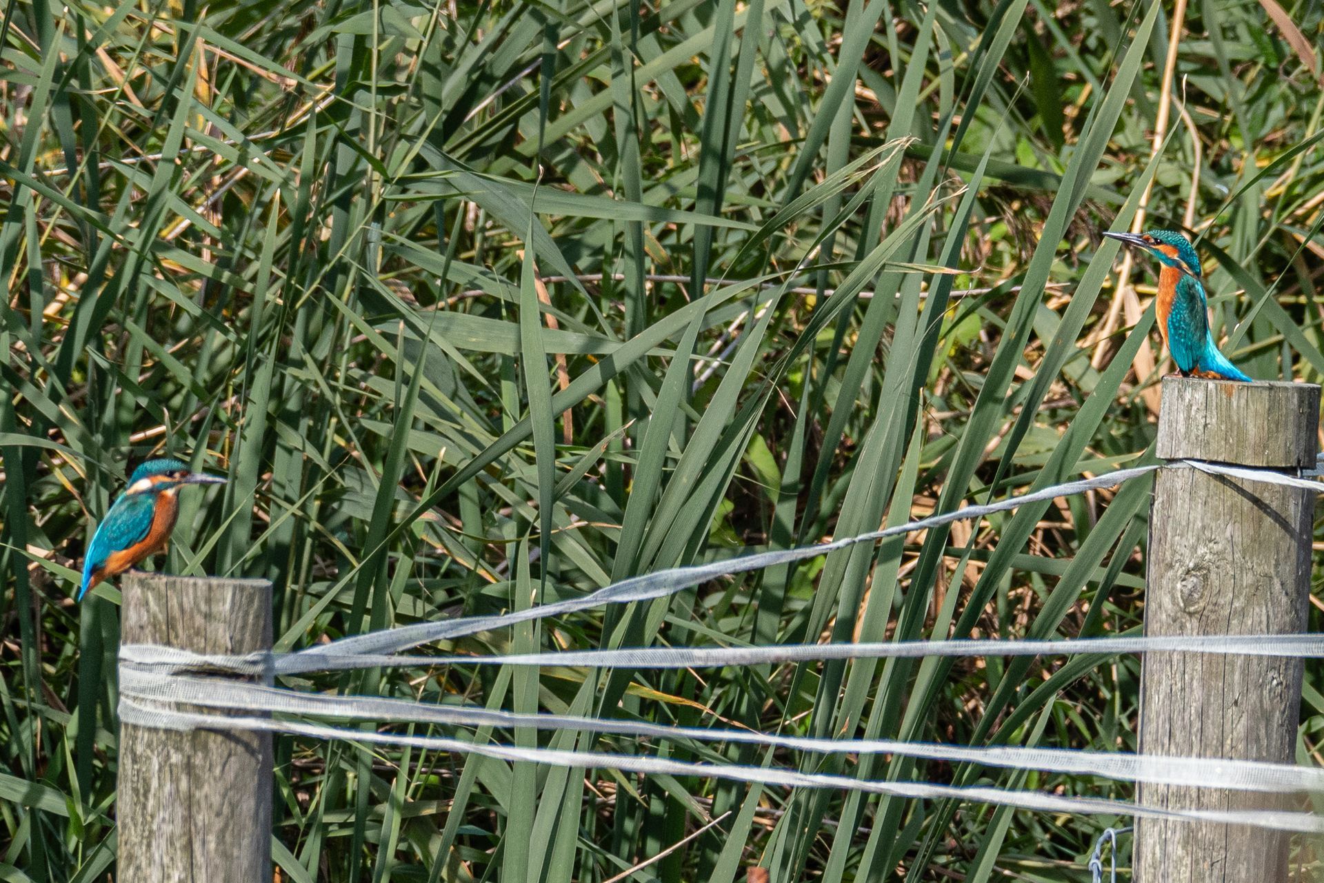 Twee ijsvogels zaten op houten palen, met hun ruggen naar elkaar toe, voor een hoog groen rietveld.