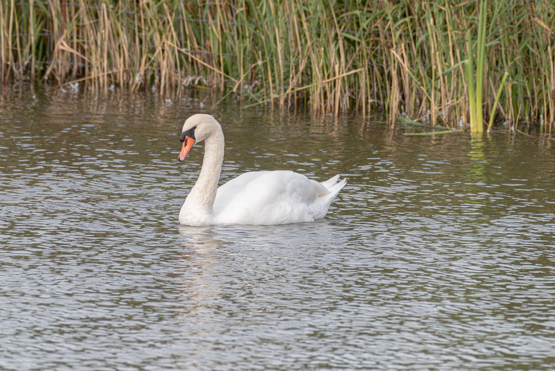 Zwaan drijvend op het water, riet op de achtergrond. Witte veren, oranje snavel.