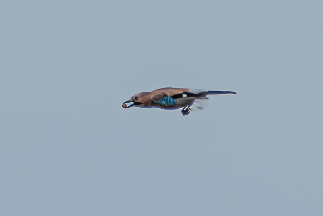 Een vogel in vlucht met een lichtbruin lichaam, blauwe vleugelvlekken en een lichtgekleurd voorwerp in zijn snavel, tegen een heldere hemel.