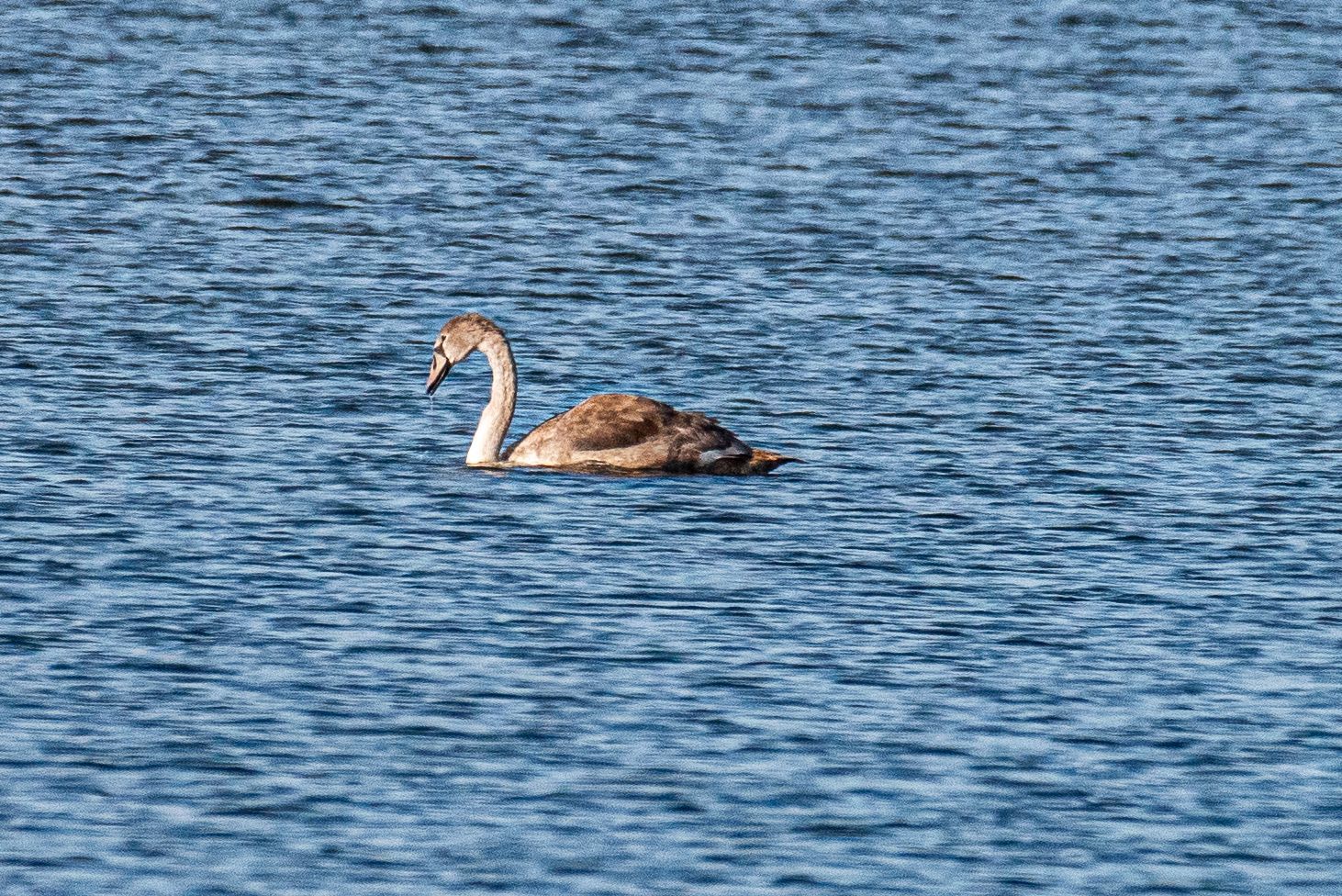 Jonge zwaan zwemt in blauw water.