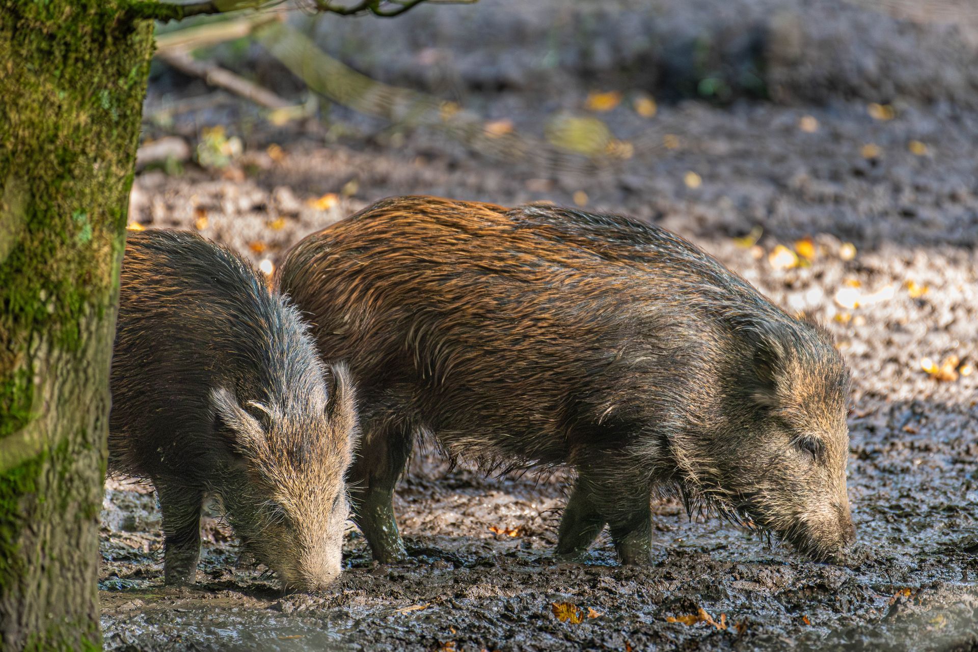 Twee wilde zwijnen die in de modder bij een boomstam naar voedsel zoeken.