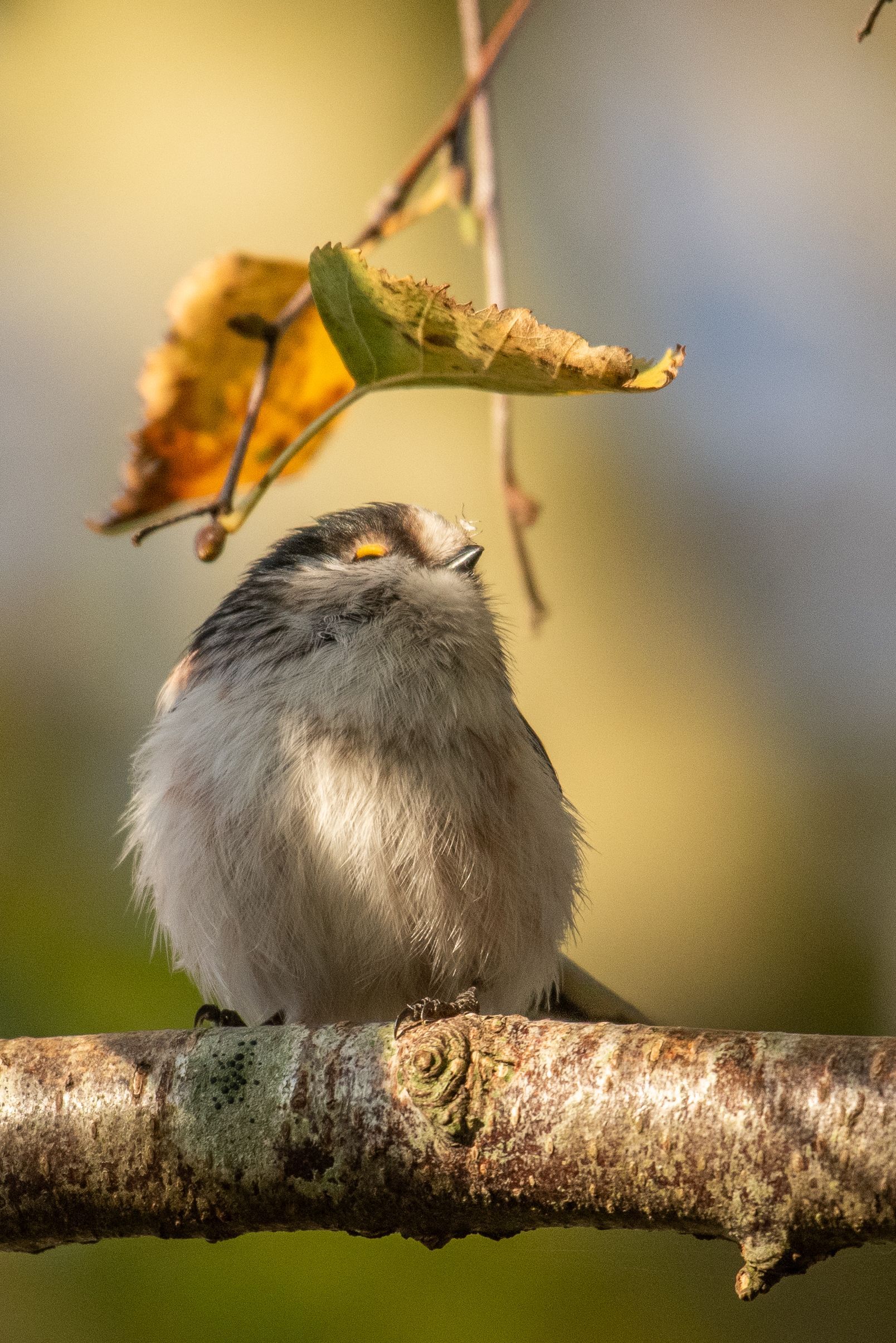 Een klein, pluizig vogeltje zit op een tak, met herfstbladeren op de achtergrond.