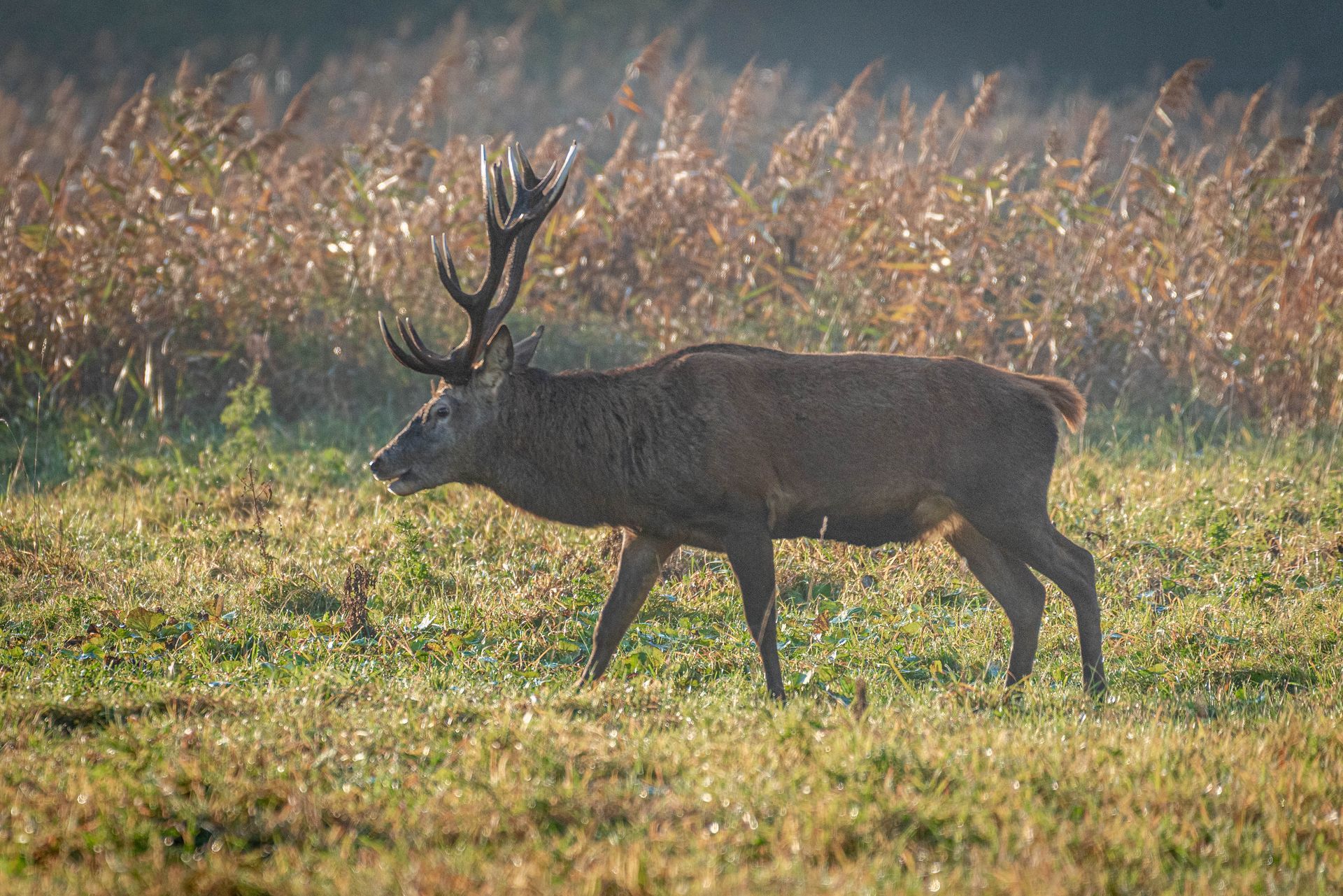 Een edelhert met een groot gewei loopt door een grasveld, badend in het zonlicht.
