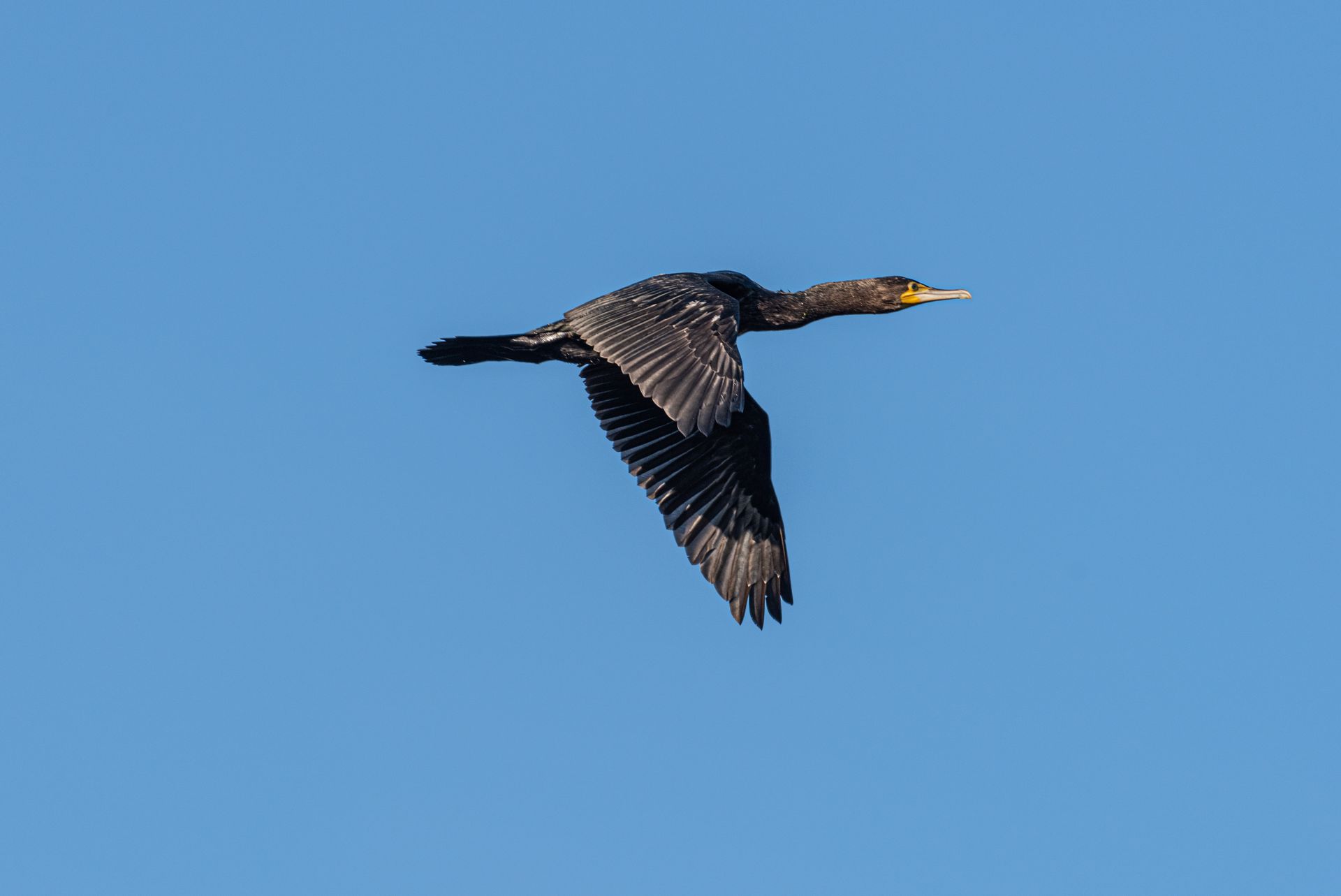 Aalscholver in vlucht tegen een helderblauwe hemel, met gespreide vleugels, donkere veren en een gele snavel.
