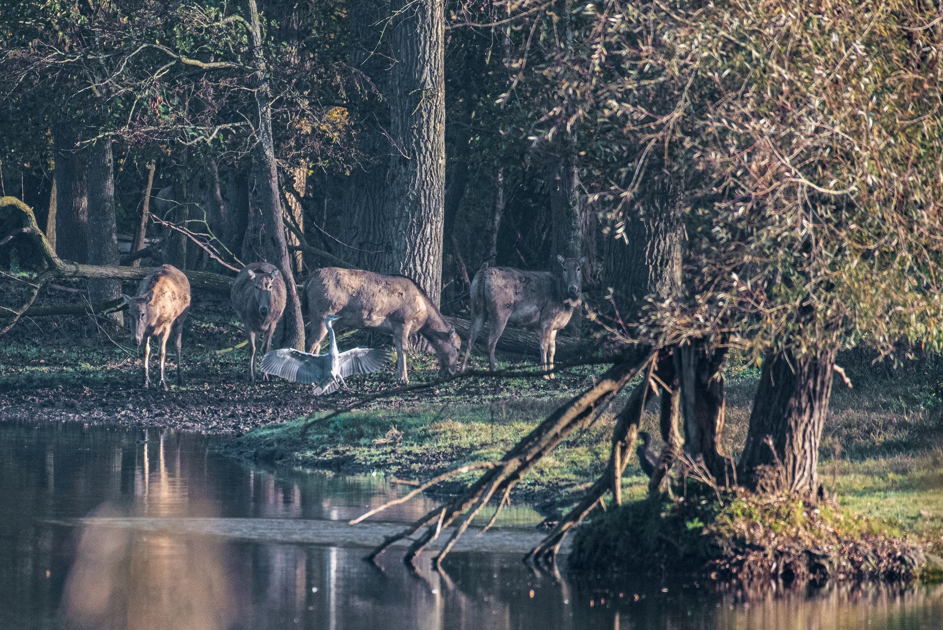 Herten grazen in de buurt van water in een bosrijk gebied. Het reflecterende water en de bomen domineren het beeld.