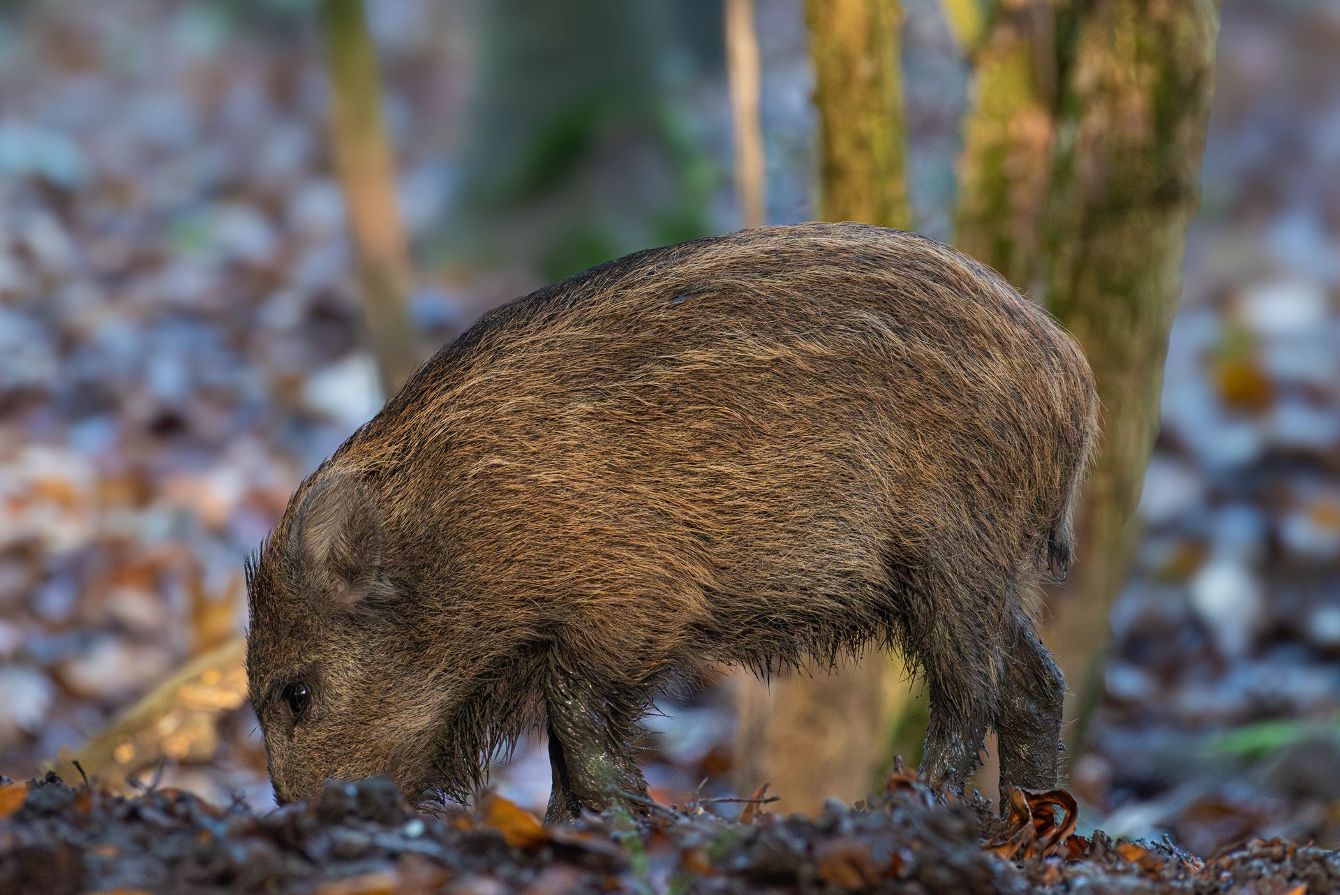 Wild zwijn op zoek naar voedsel in een bos, bruine vacht, snuit aan de grond.